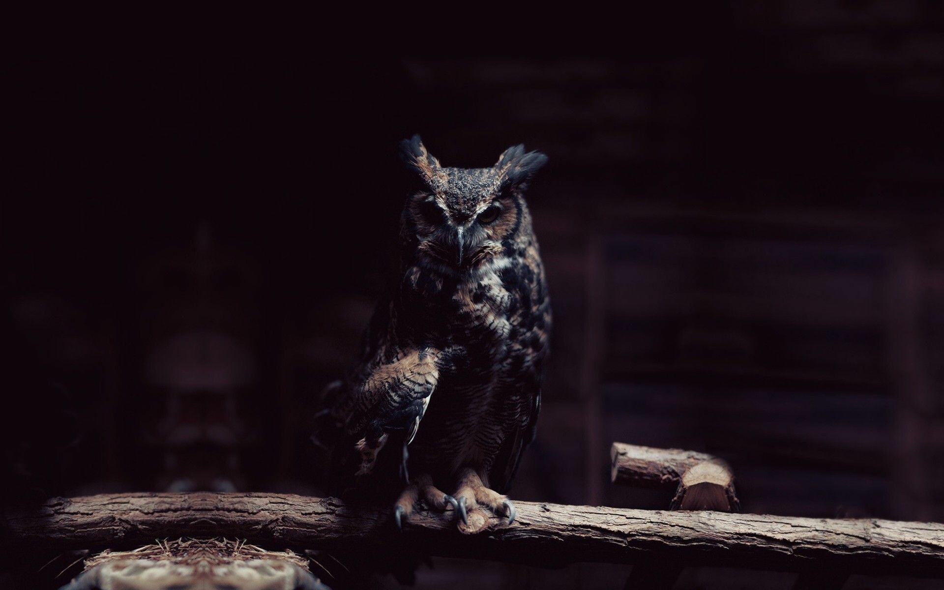 72+ Owl Wallpapers: HD, 4K, 5K for PC and Mobile | Download free images for  iPhone, Android