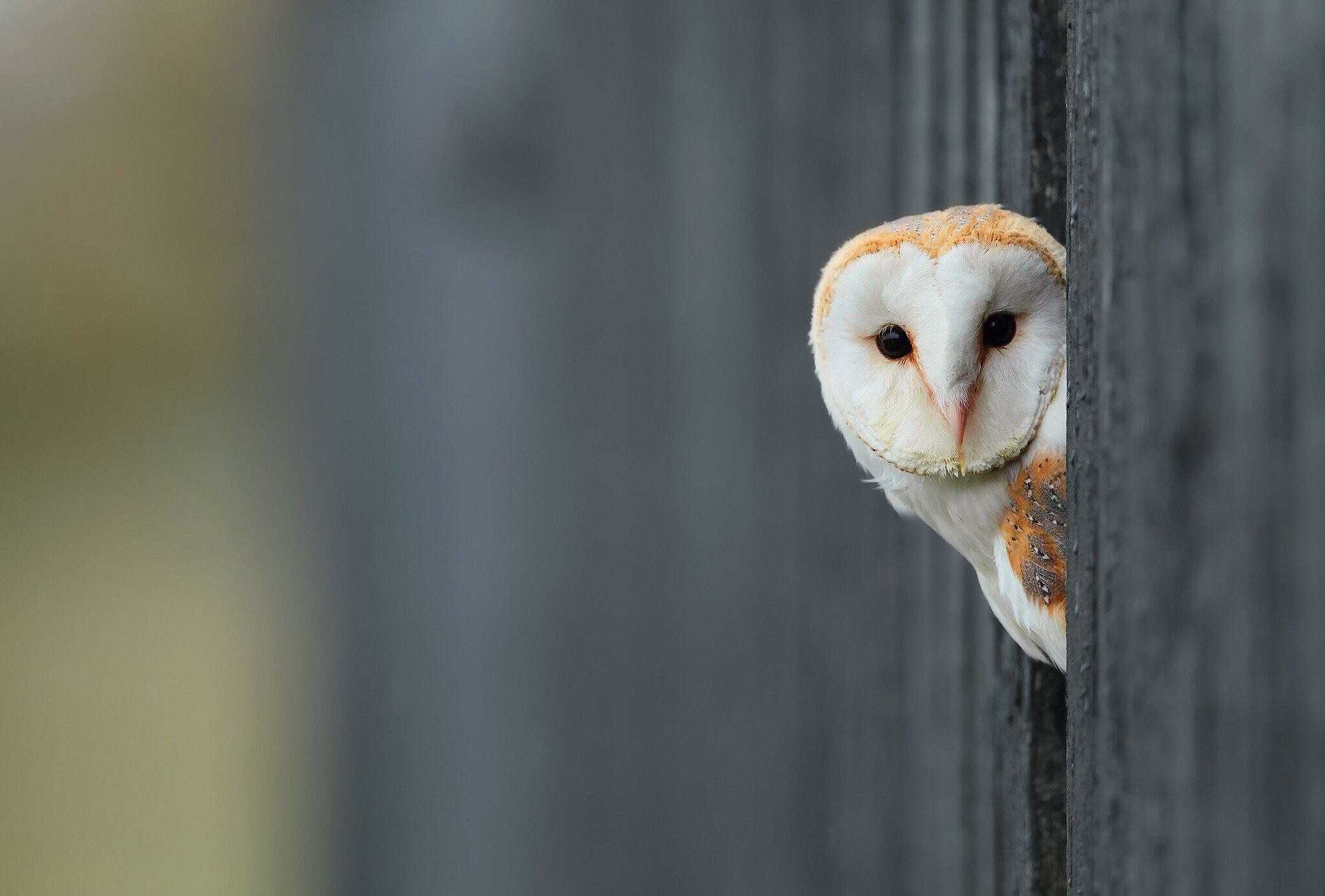 72+ Owl Wallpapers: HD, 4K, 5K for PC and Mobile | Download free images for  iPhone, Android