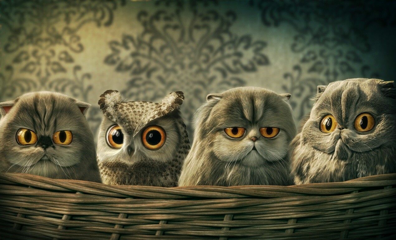 27 Cute Owl Wallpapers - Wallpaperboat