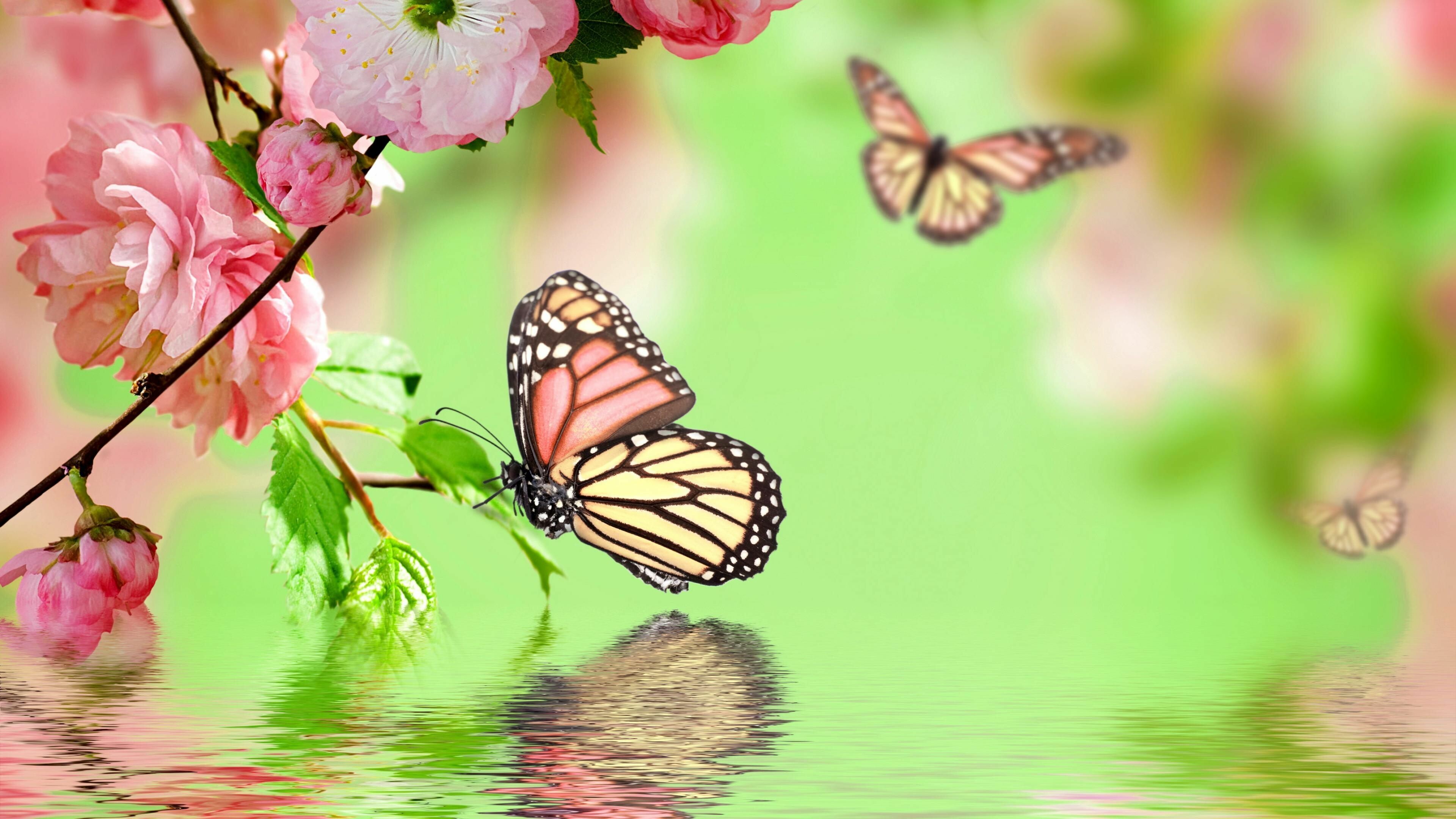 47+ Butterfly Garden Wallpapers: HD, 4K, 5K for PC and Mobile | Download  free images for iPhone, Android