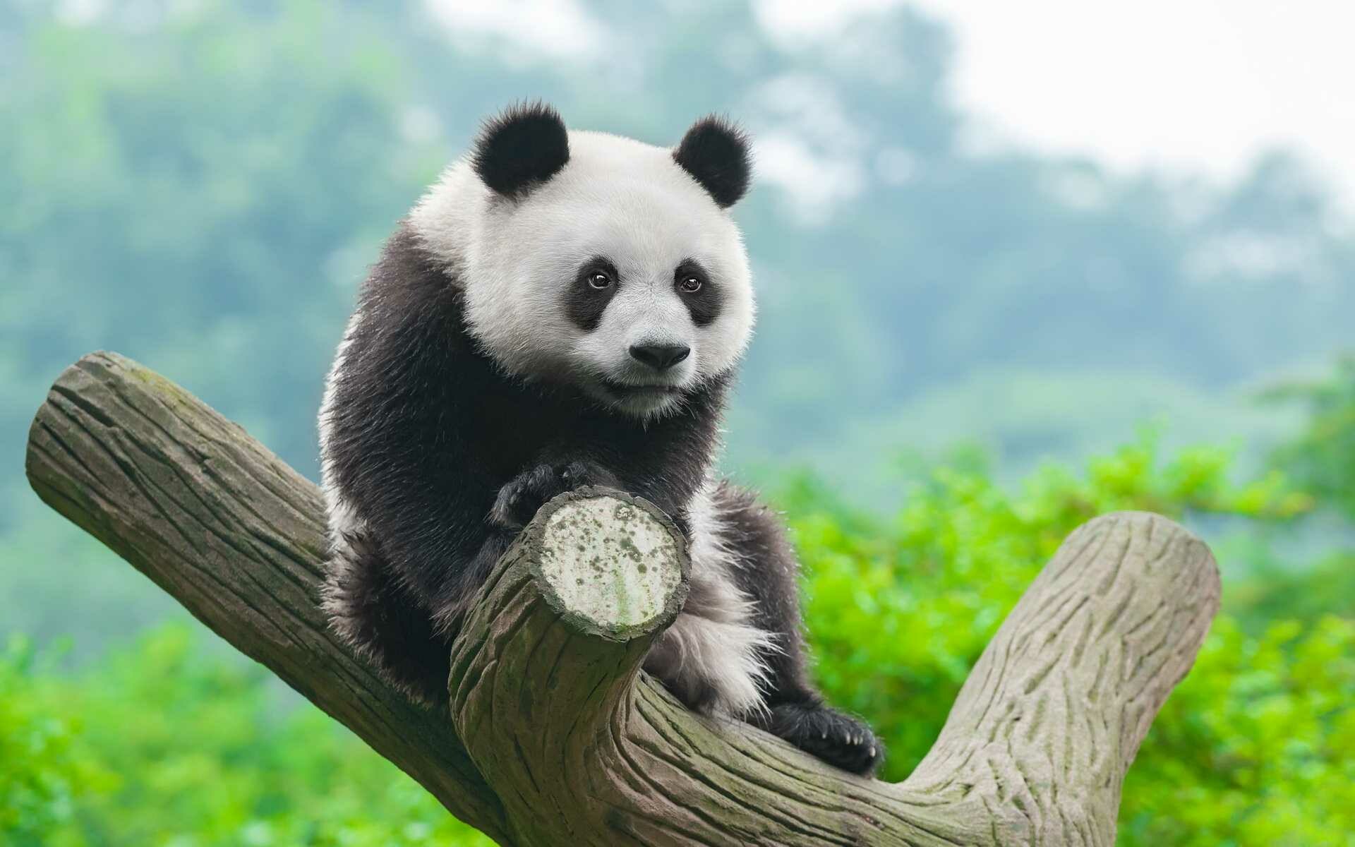 63+ Panda Bear Wallpapers: HD, 4K, 5K for PC and Mobile | Download free  images for iPhone, Android