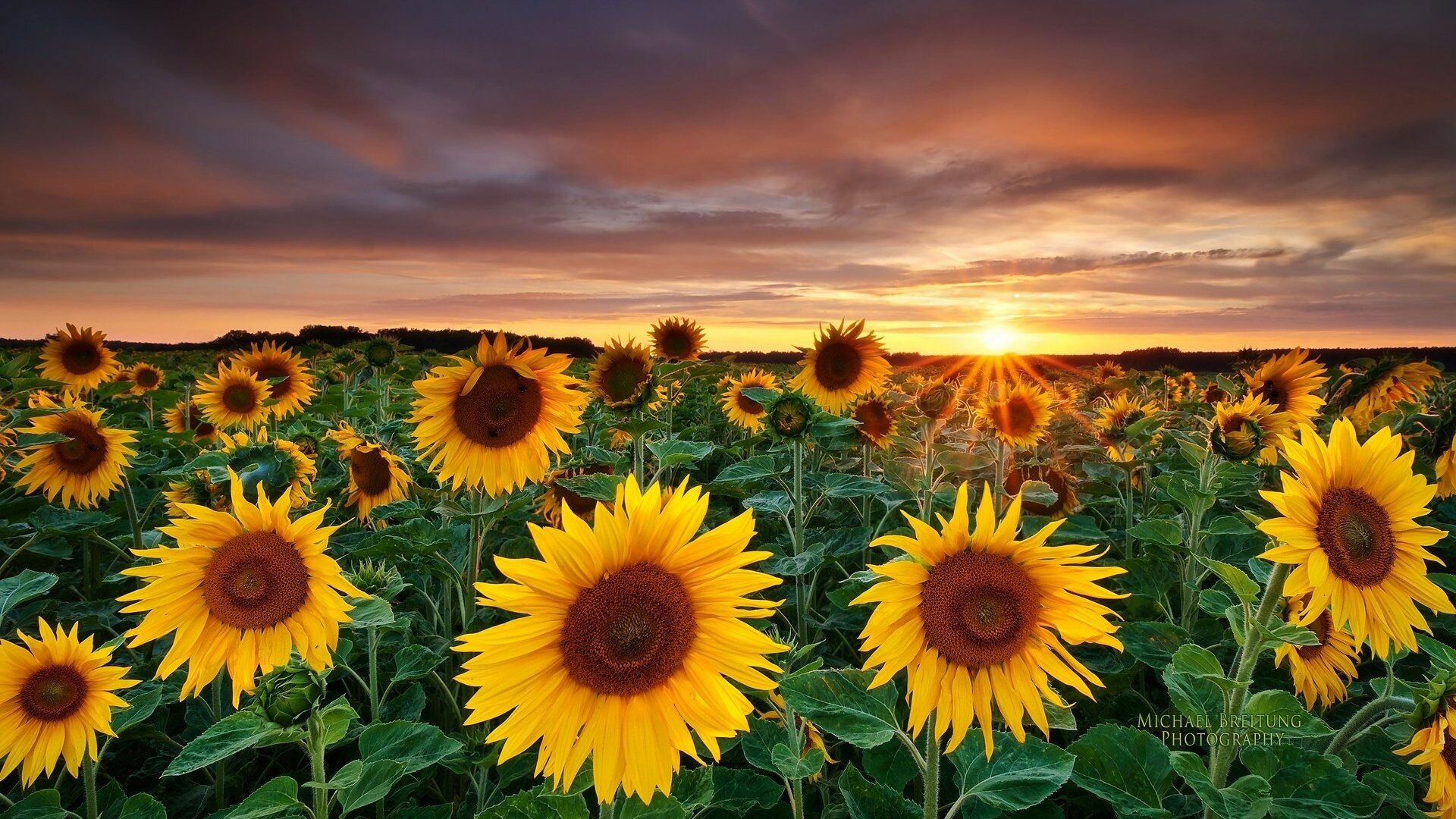 36+ Sunflower Wallpapers: HD, 4K, 5K for PC and Mobile | Download free  images for iPhone, Android