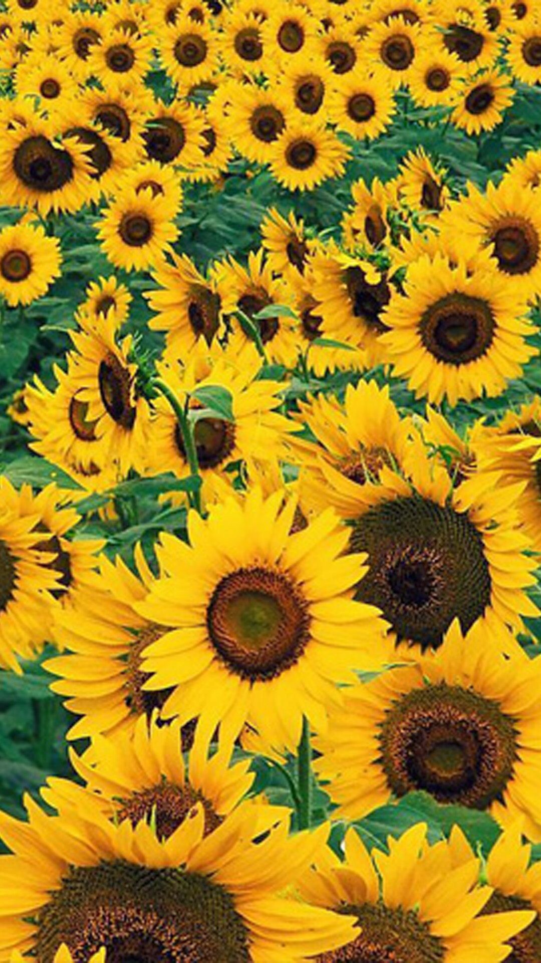 Sunflowers HD Wallpaper for Android