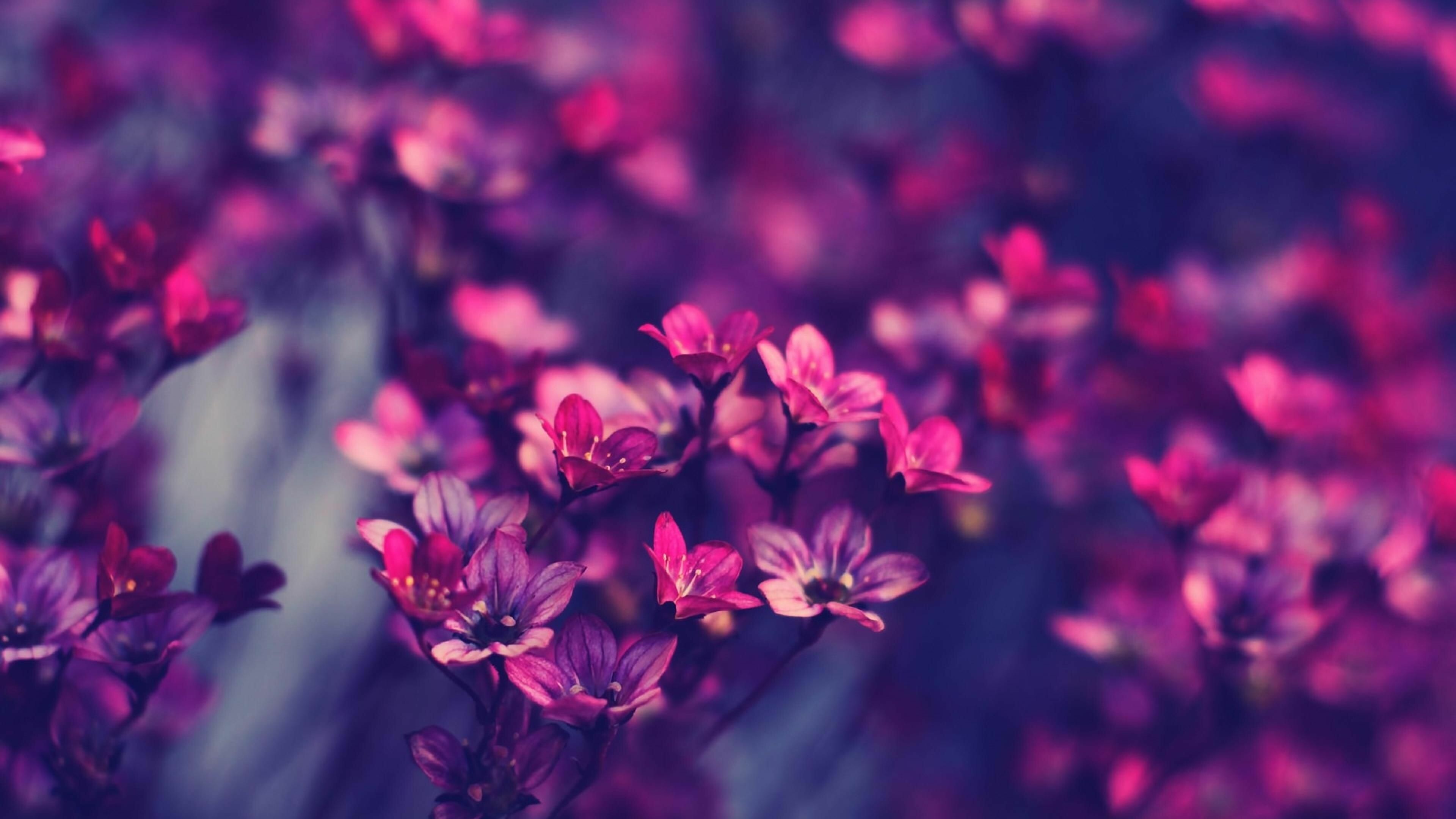 69+ Hipster Flowers Wallpapers: HD, 4K, 5K for PC and Mobile | Download  free images for iPhone, Android