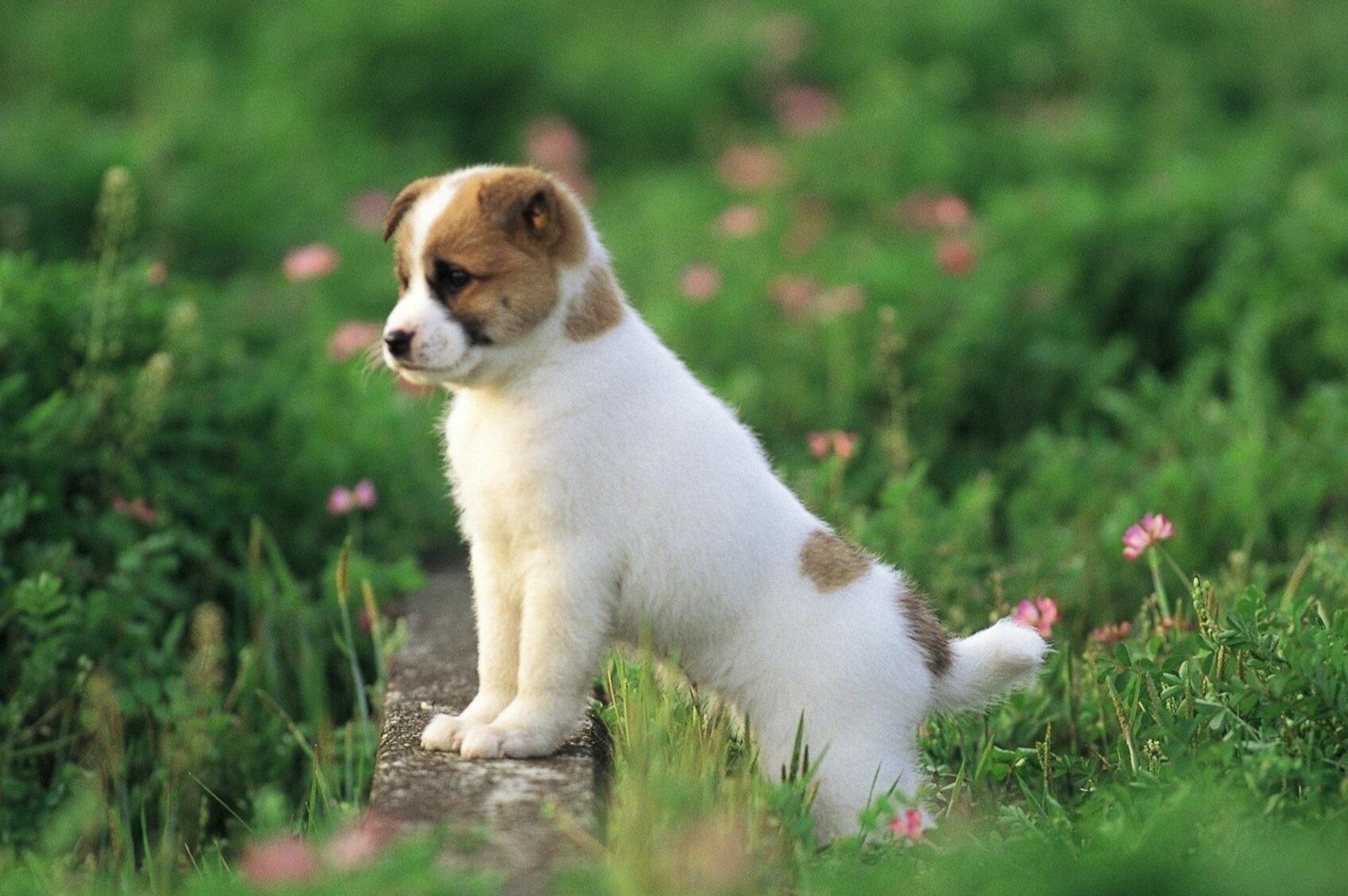 66+ Cute Dog Wallpapers: HD, 4K, 5K for PC and Mobile | Download free  images for iPhone, Android