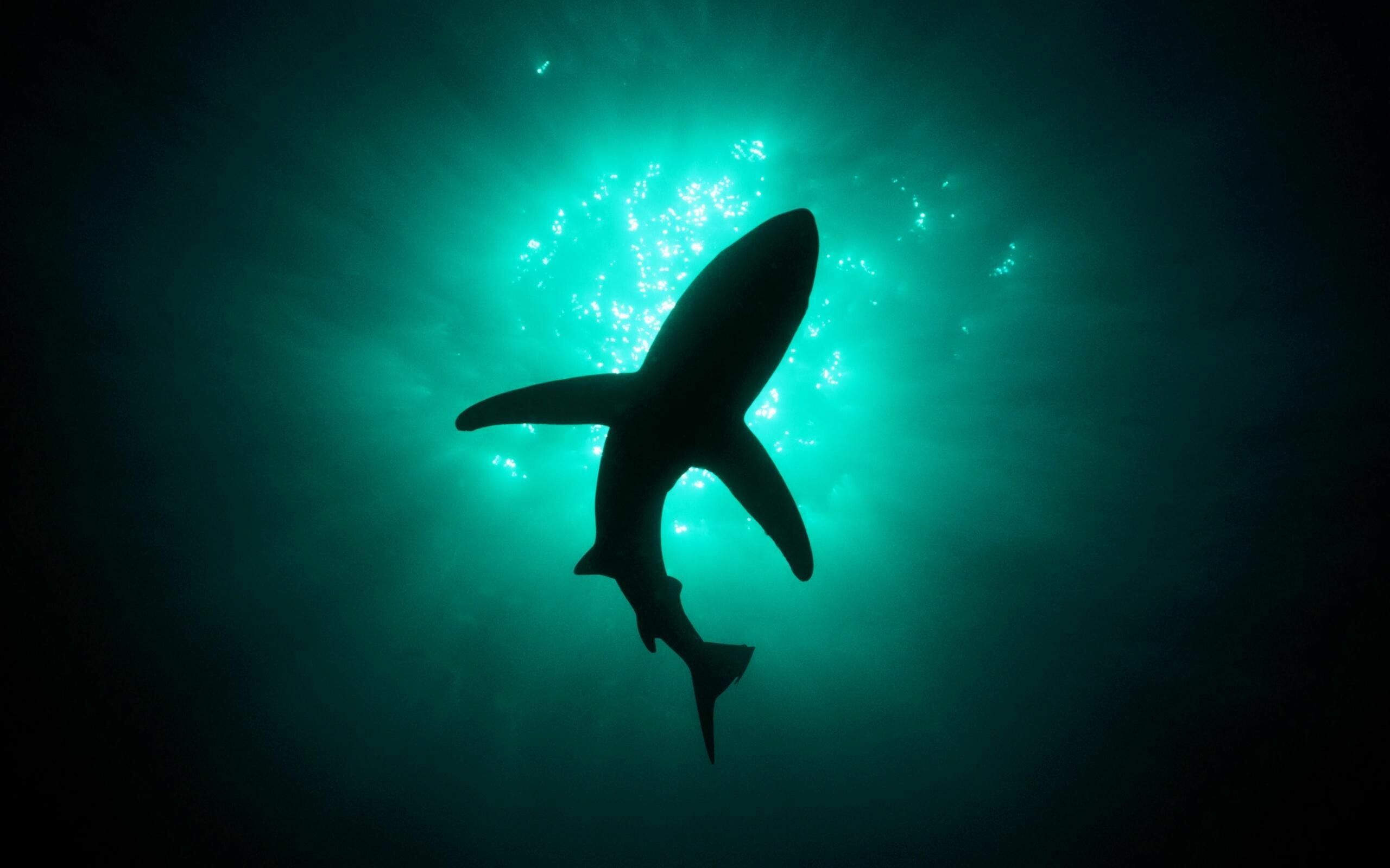 Blue Shark Wallpaper 4K Underwater 2905