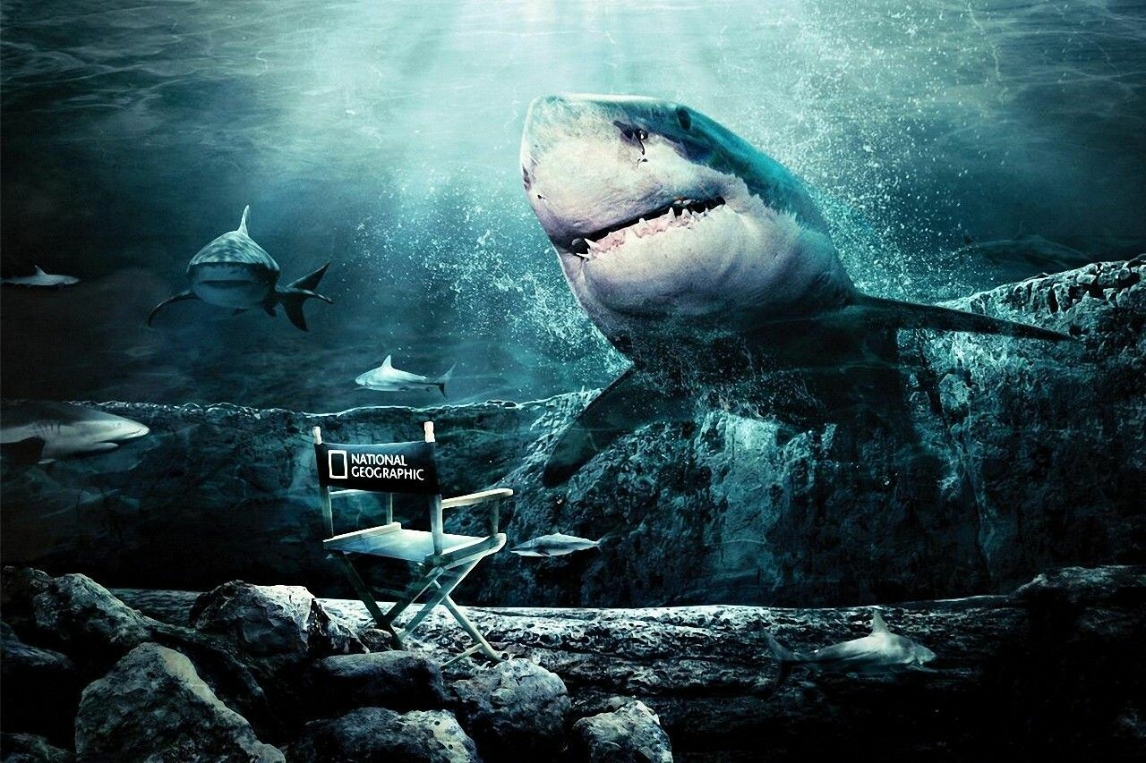 3D Shark HD wallpaper