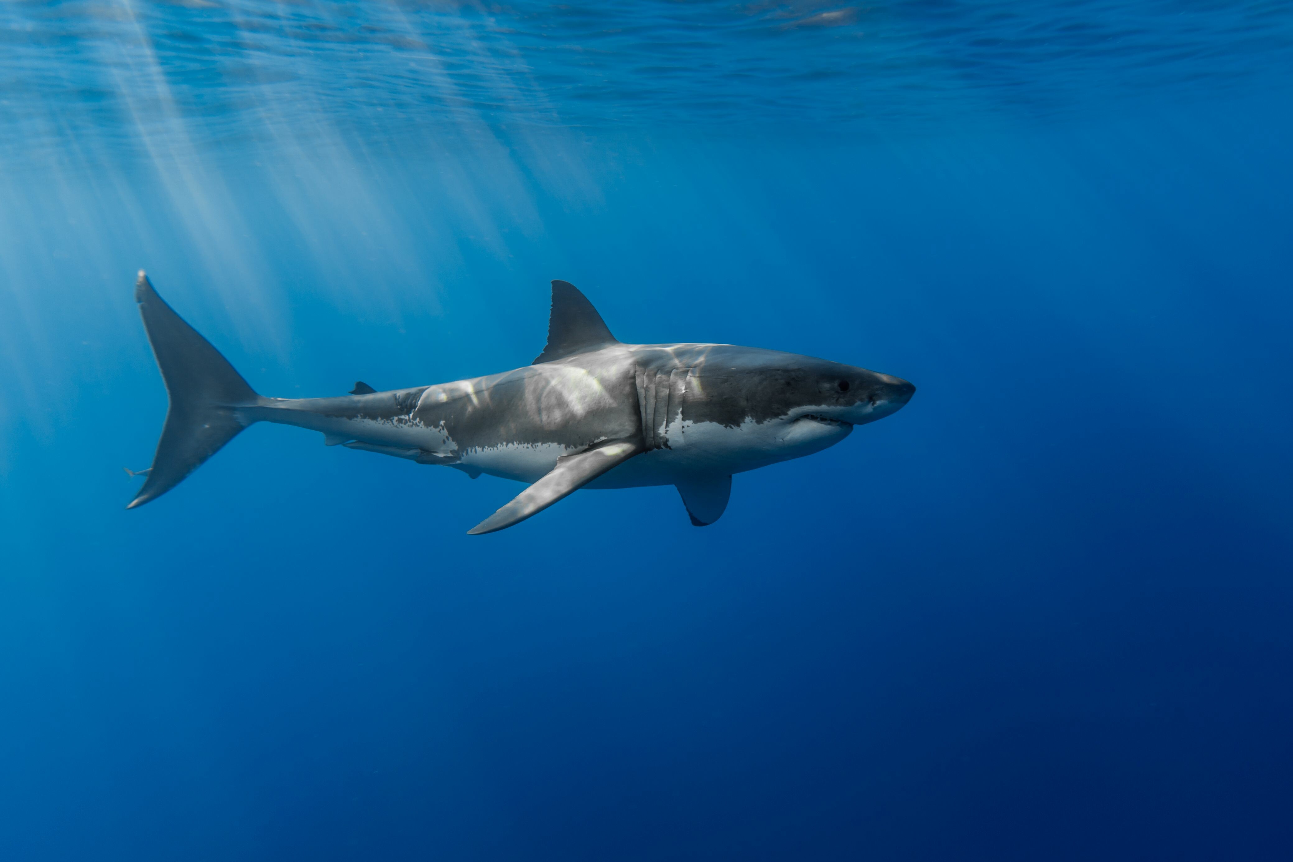 Great White Shark Wallpapers 48 images inside