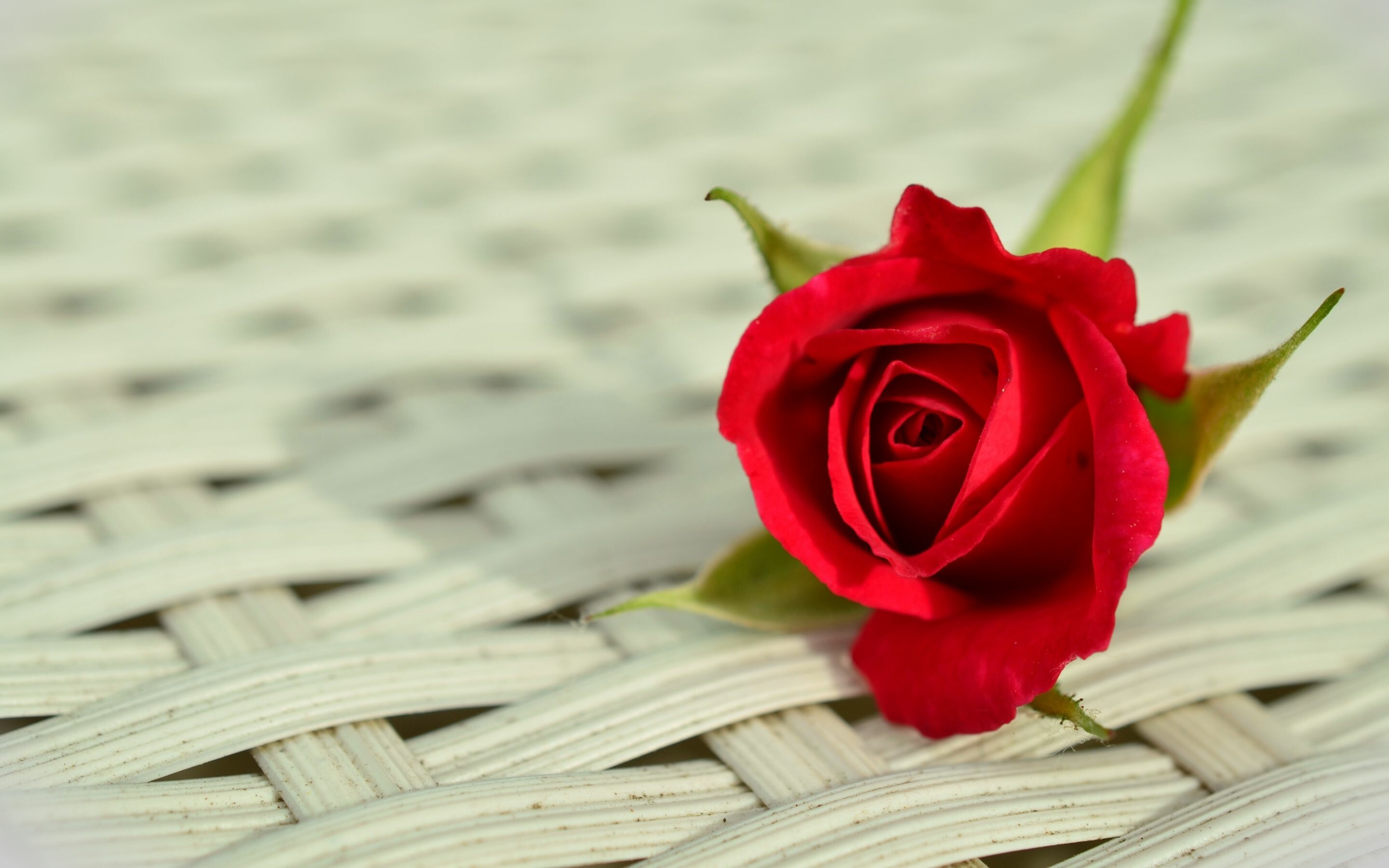Rose Petals Water Drops Dew Red Flower Blur Bokeh Background 4K HD Flowers  Wallpapers | HD Wallpapers | ID #113488