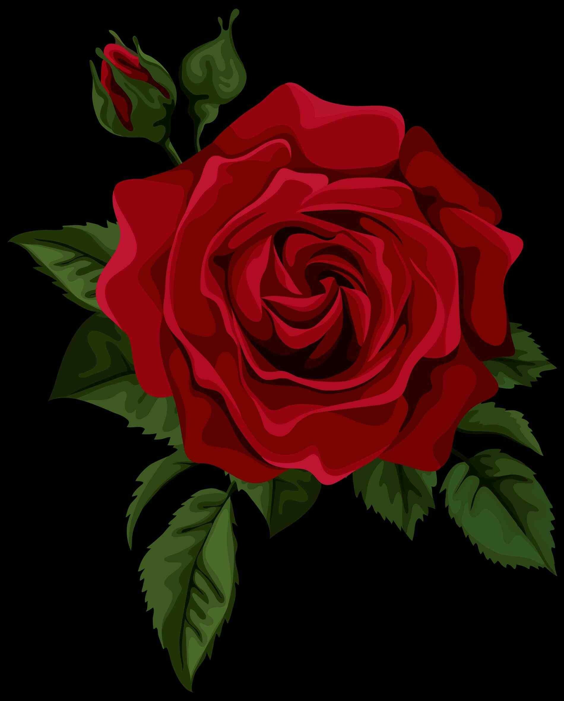 72+ Rose Wallpapers: HD, 4K, 5K for PC and Mobile | Download free images  for iPhone, Android
