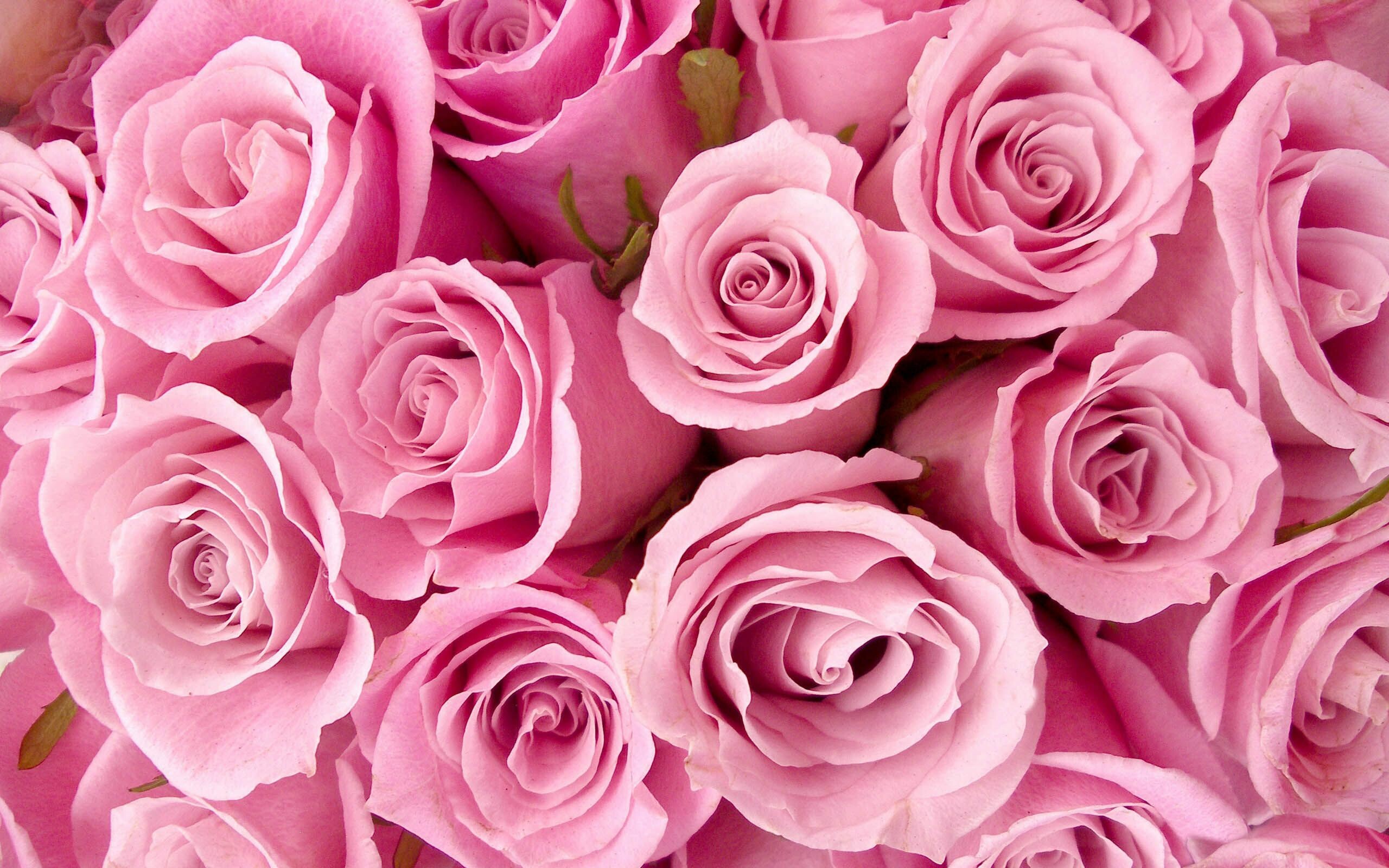 72+ Rose Wallpapers: HD, 4K, 5K for PC and Mobile | Download free images  for iPhone, Android