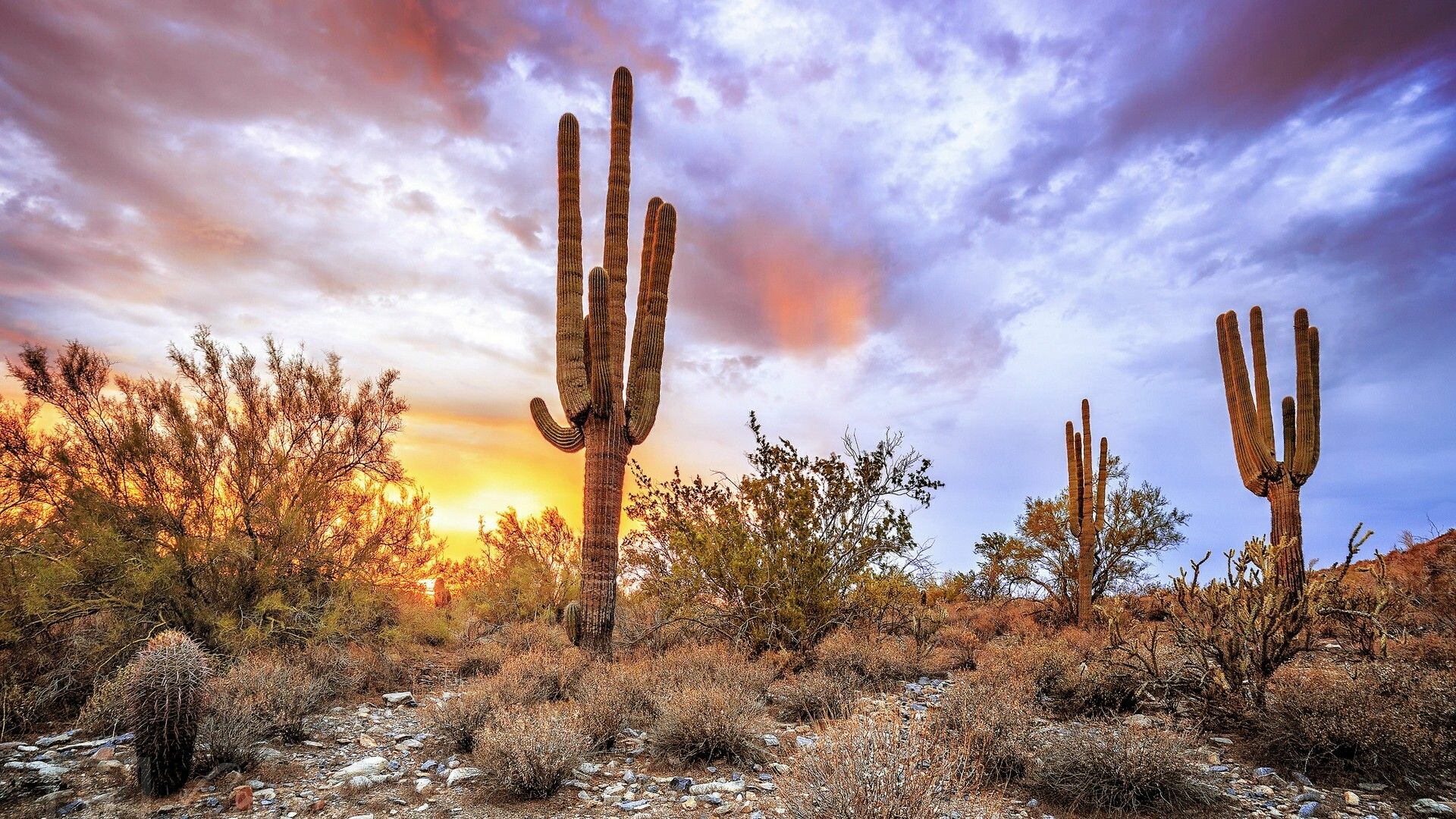 Arizona Scenery Images  Browse 698 Stock Photos Vectors and Video   Adobe Stock