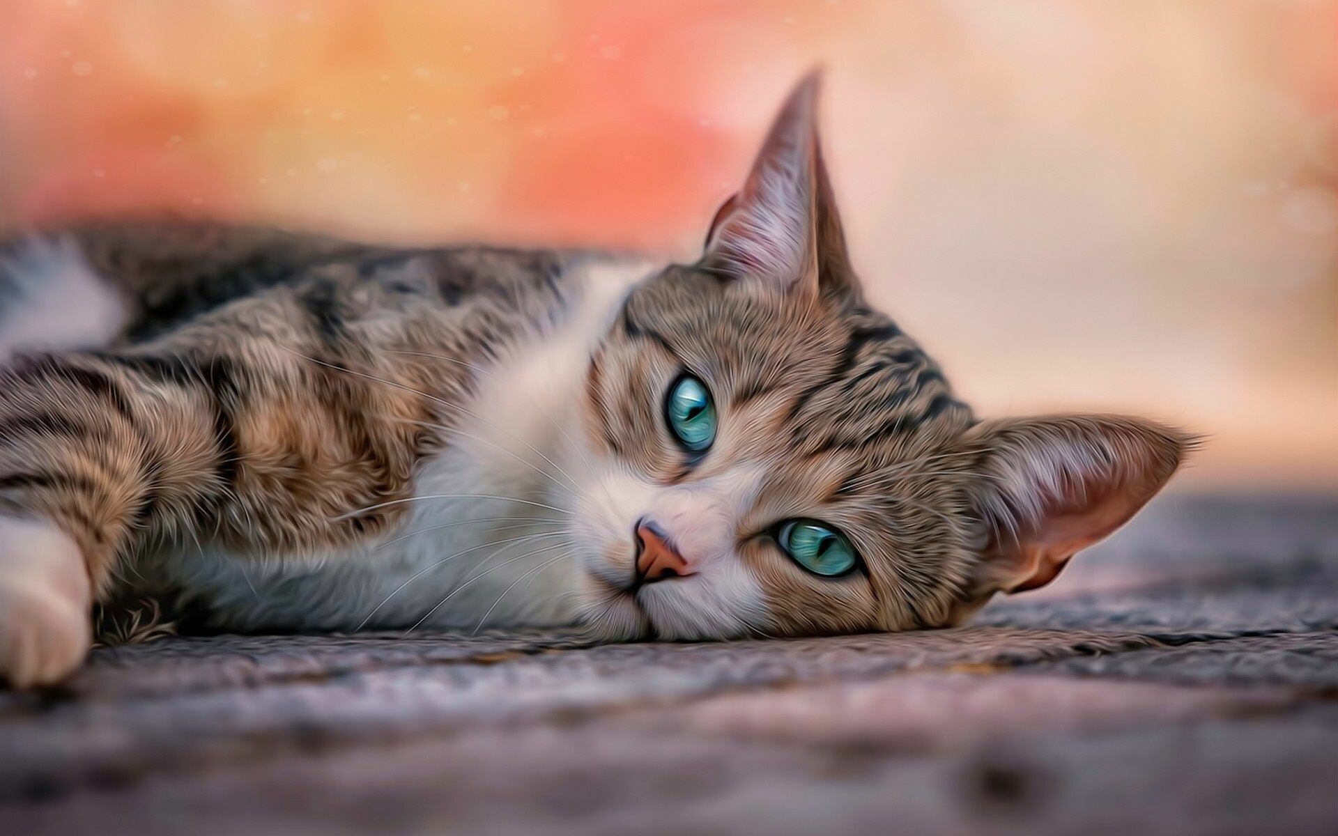 58+ Cat Wallpapers: HD, 4K, 5K for PC and Mobile | Download free images for  iPhone, Android