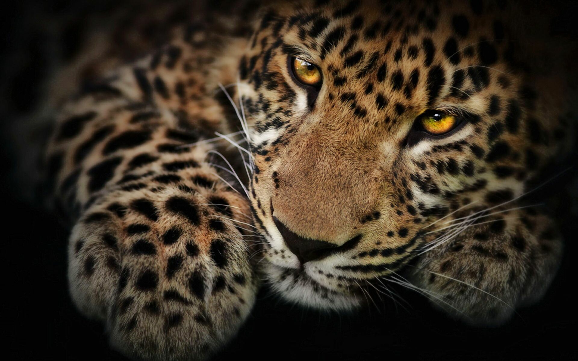 61+ Jaguar Wallpapers: HD, 4K, 5K for PC and Mobile | Download free images  for iPhone, Android