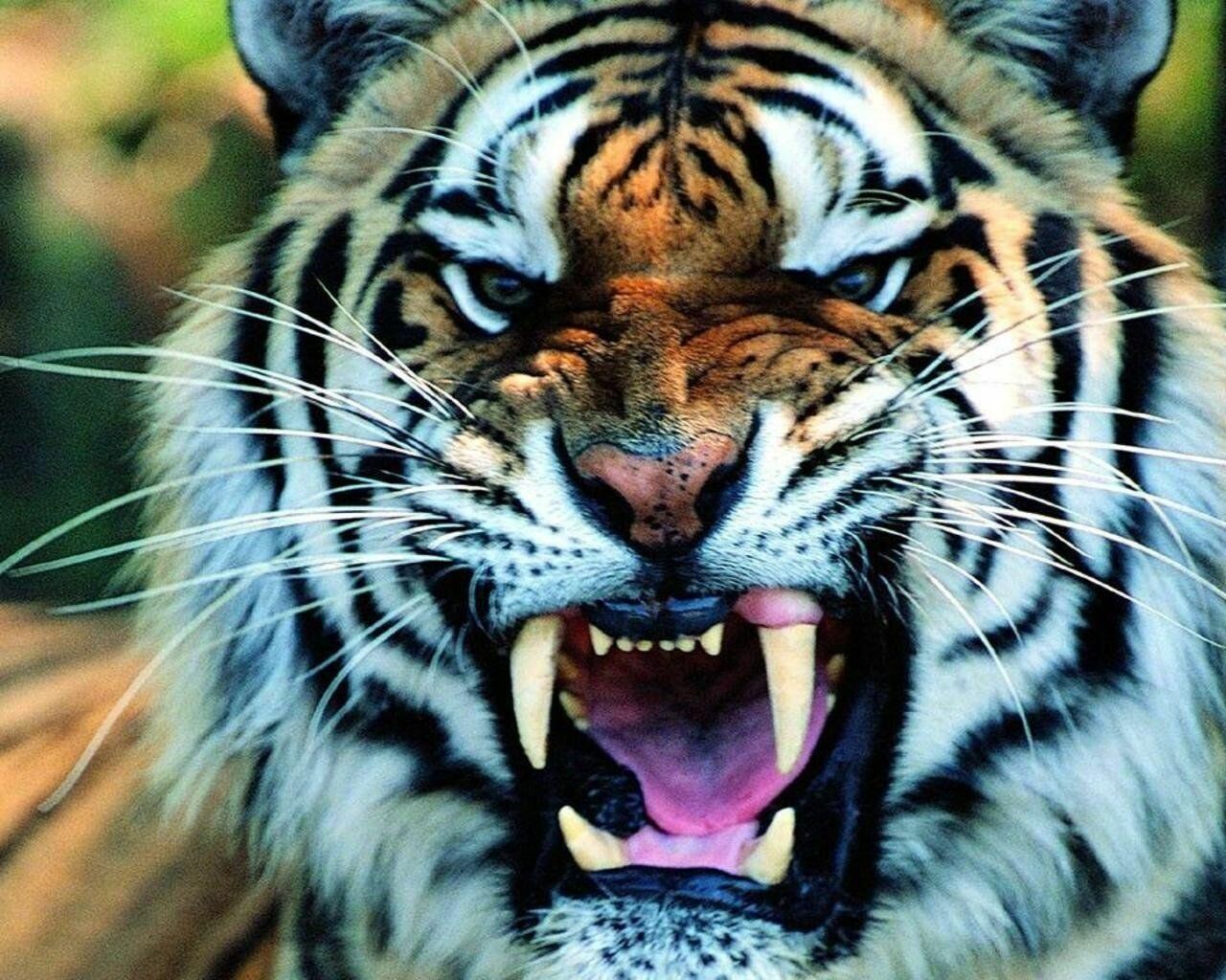 42+ Tiger Wallpapers: HD, 4K, 5K for PC and Mobile | Download free images  for iPhone, Android