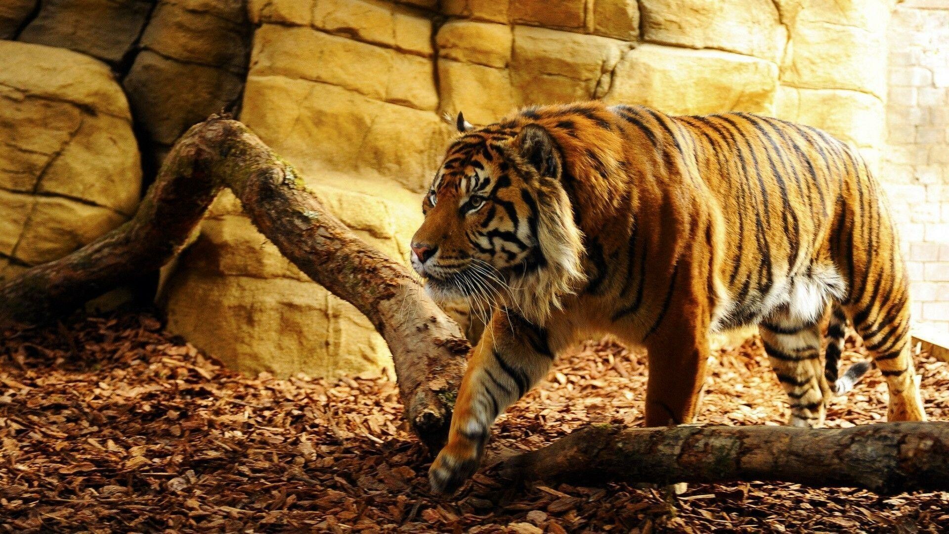 Severe Tiger on the hunt 4K wallpaper download