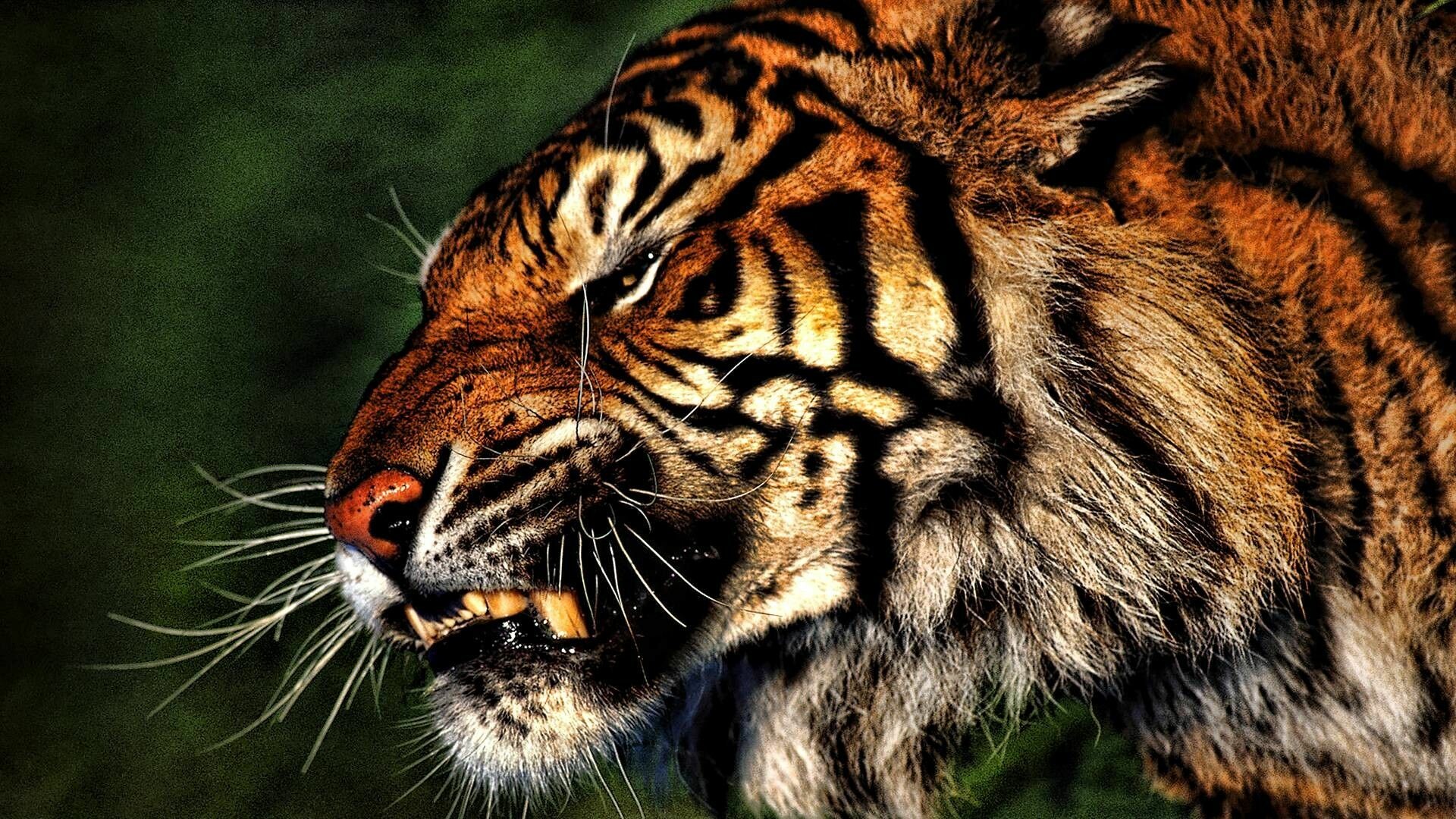 42 Tiger Wallpapers Hd 4k 5k For Pc And Mobile Download Free Images For Iphone Android