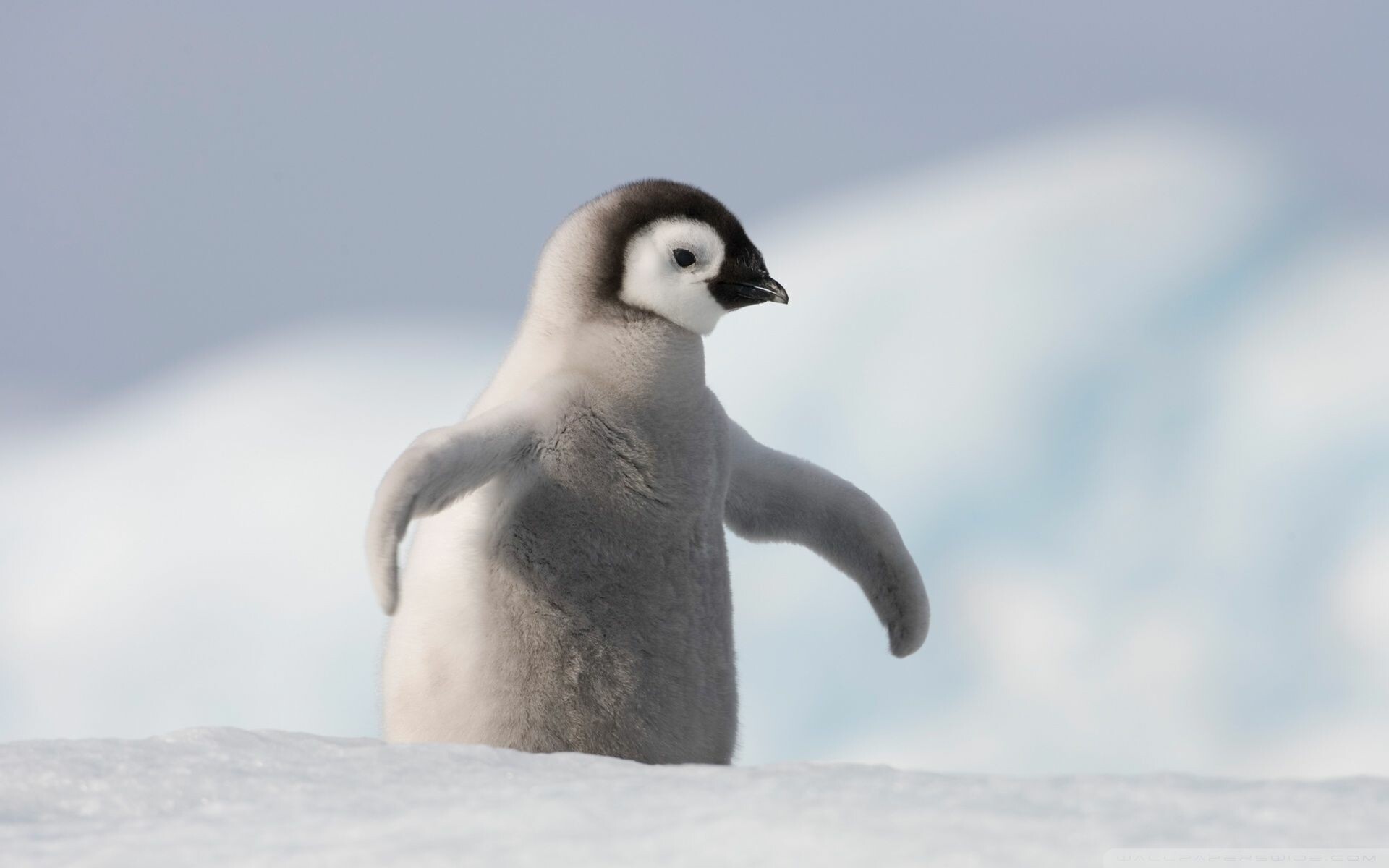 46+ Baby Penguin Wallpapers: HD, 4K, 5K for PC and Mobile | Download free  images for iPhone, Android