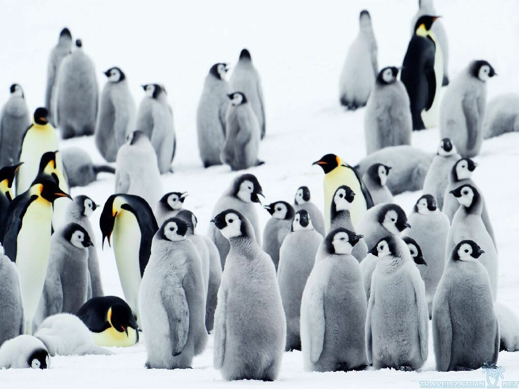 penguin screensaver clipart