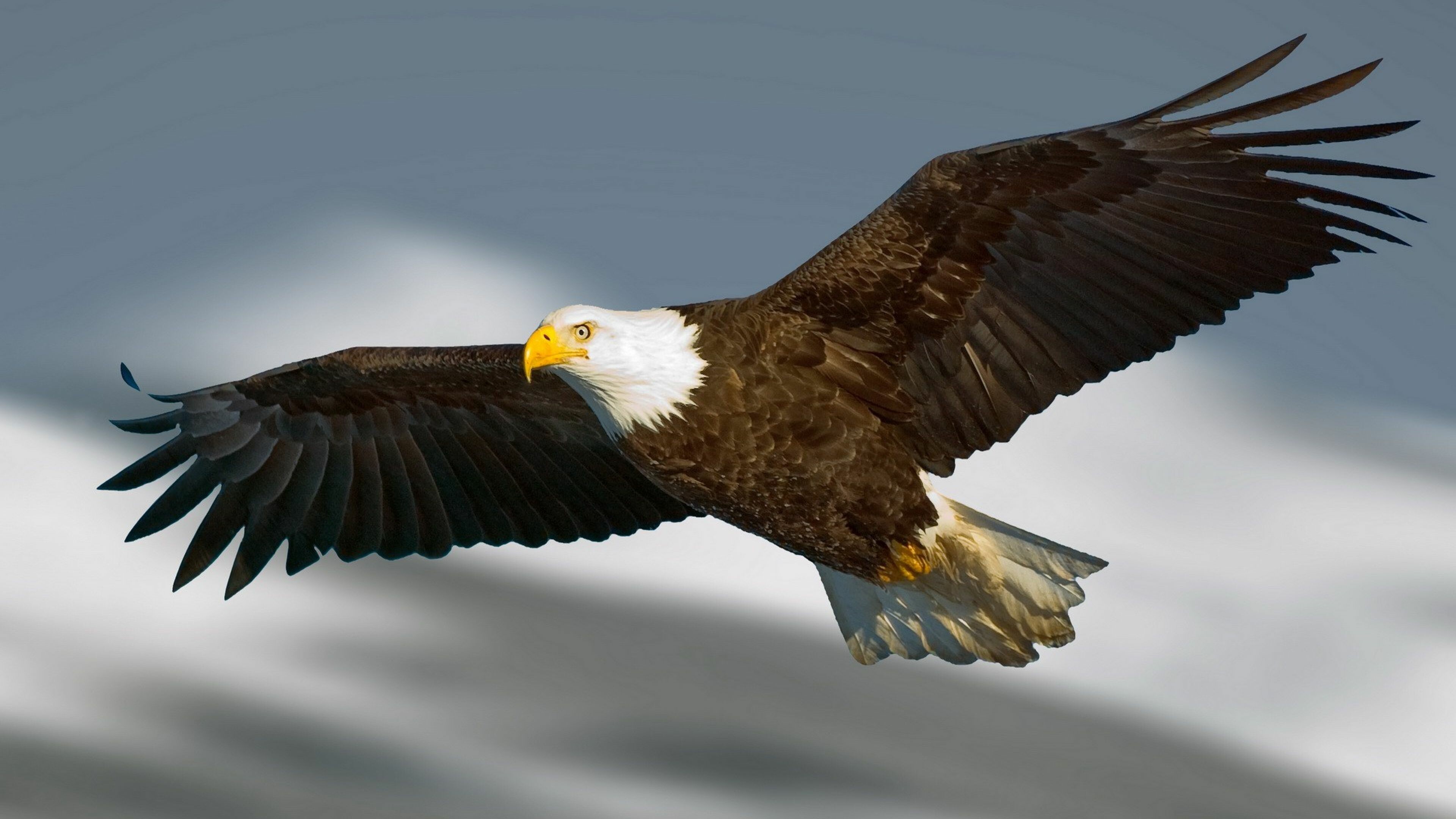 8+ 4K Eagle Wallpapers: HD, 4K, 5K for PC and Mobile | Download free images  for iPhone, Android