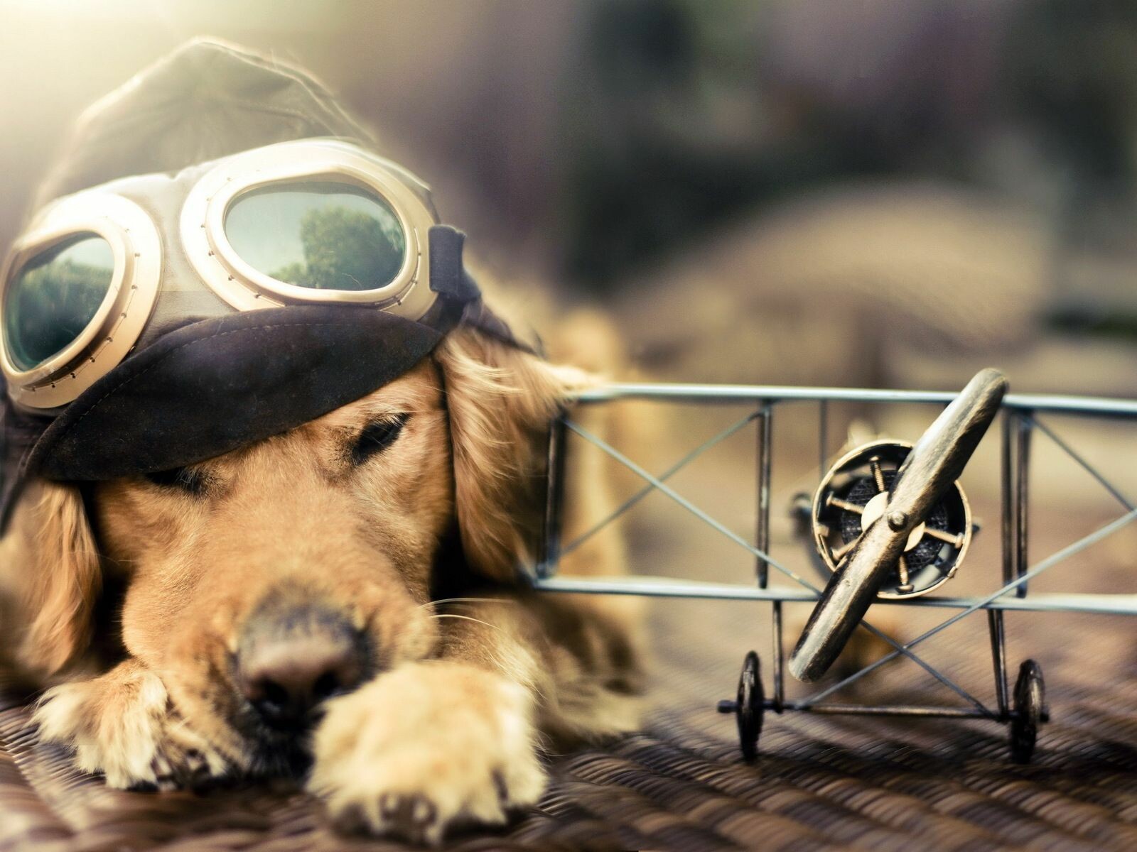 49+ Funny Dog Wallpapers: HD, 4K, 5K