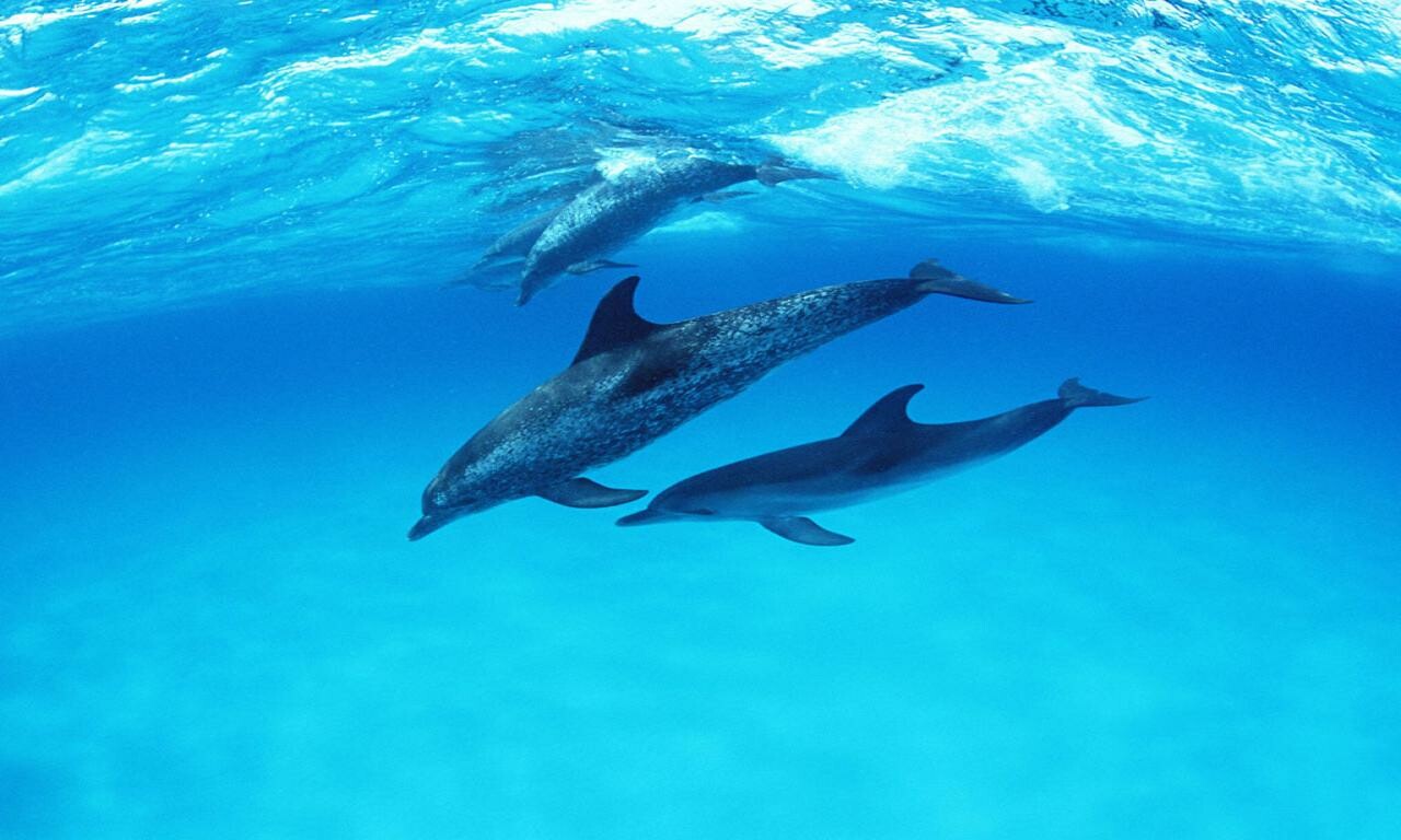 20+ Baby Dolphin Wallpapers: HD, 4K, 5K for PC and Mobile | Download free  images for iPhone, Android