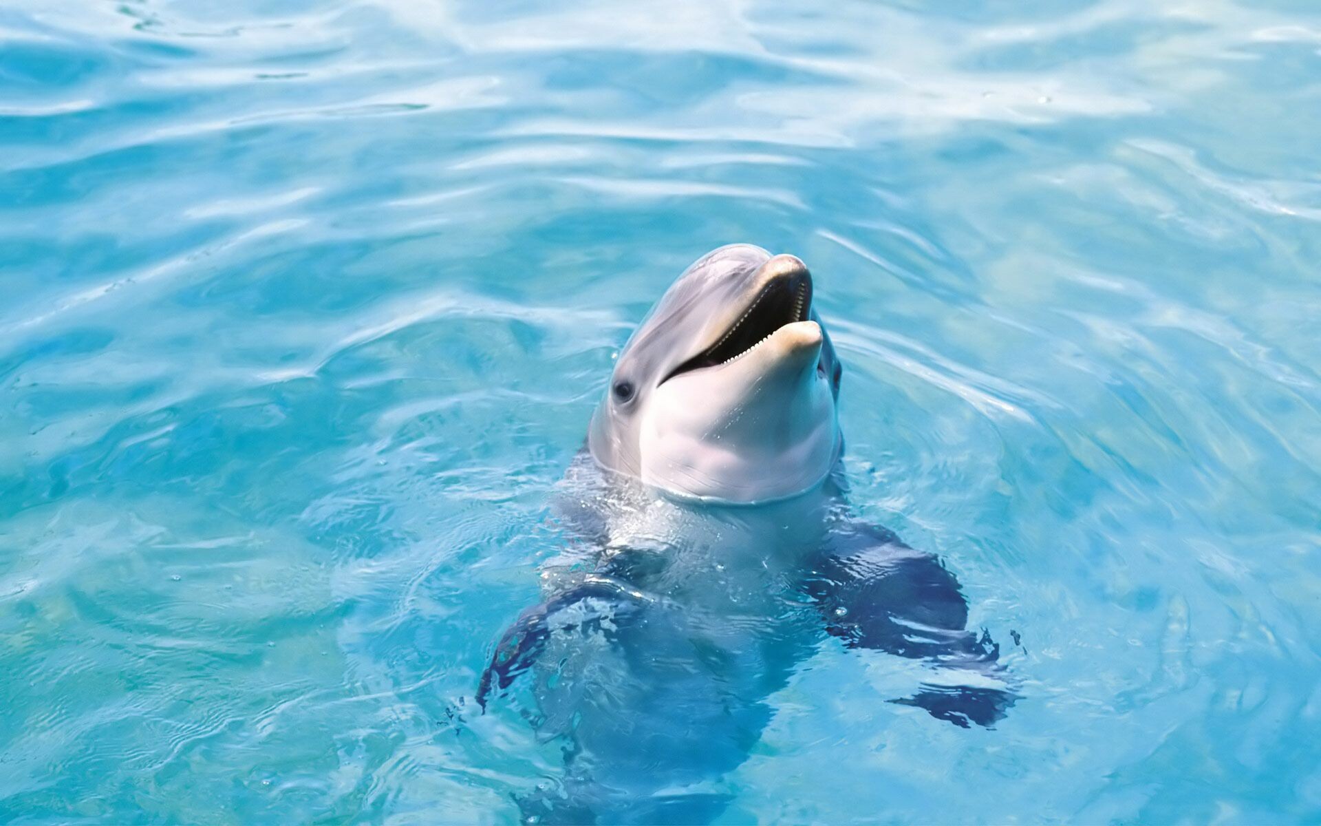 Dolphins Live Wallpaper - free download