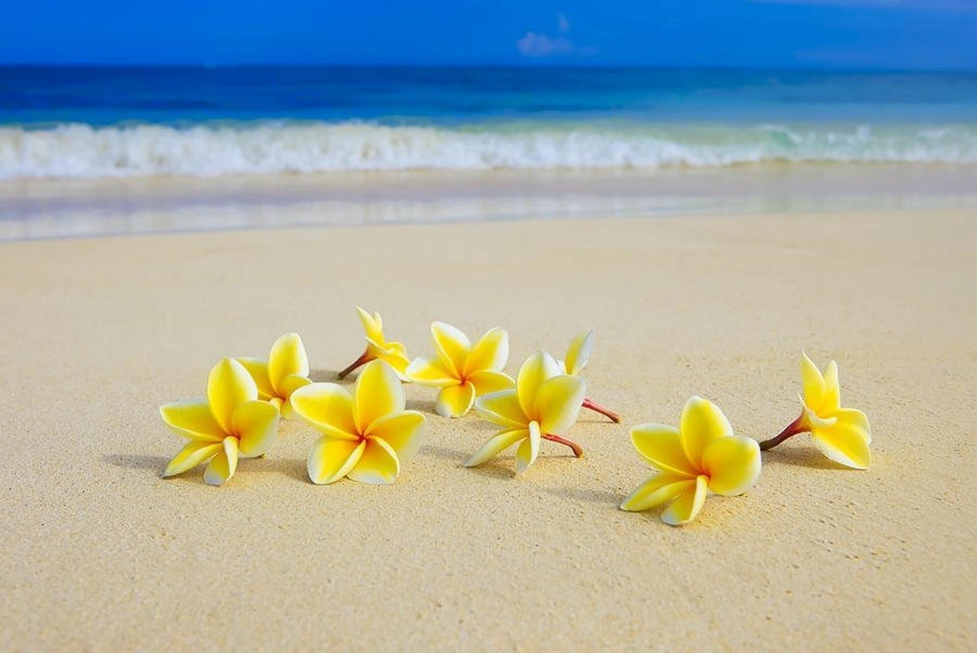 48+ Beach Flower Wallpapers: HD, 4K, 5K for PC and Mobile | Download free  images for iPhone, Android