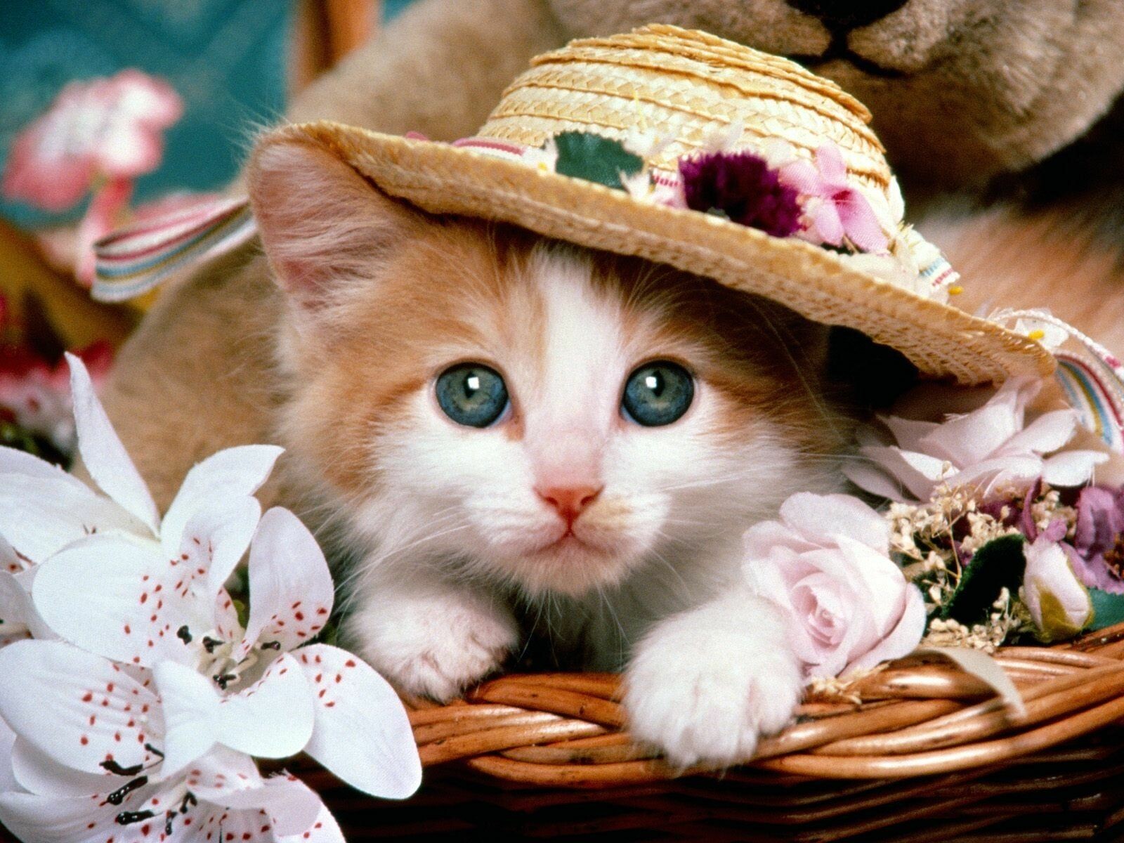 Free Download Cute Kitten Wallpapers for Desktop  PixelsTalkNet