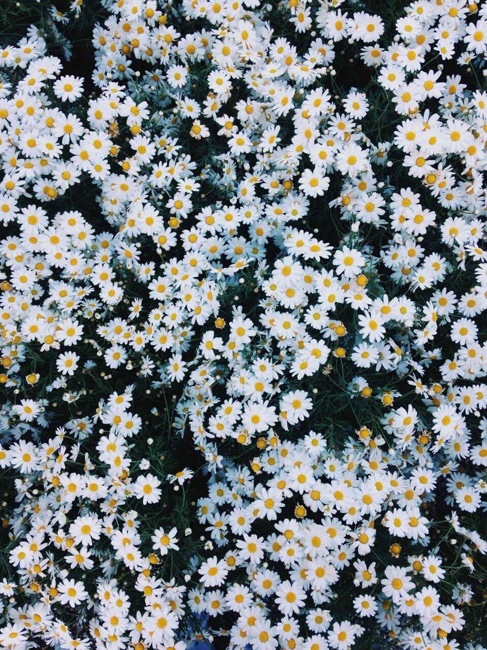 daisy » Page 6 HD wallpapers, backgrounds