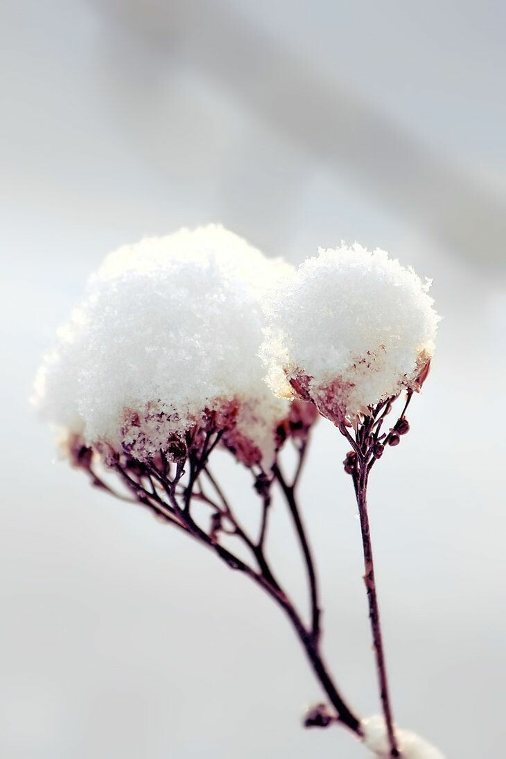 Winter Flowers Wallpapers  Top Free Winter Flowers Backgrounds   WallpaperAccess