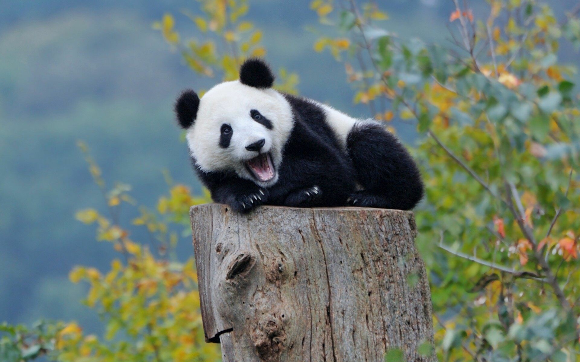 60+ Baby Panda Wallpapers: HD, 4K, 5K for PC and Mobile | Download free  images for iPhone, Android