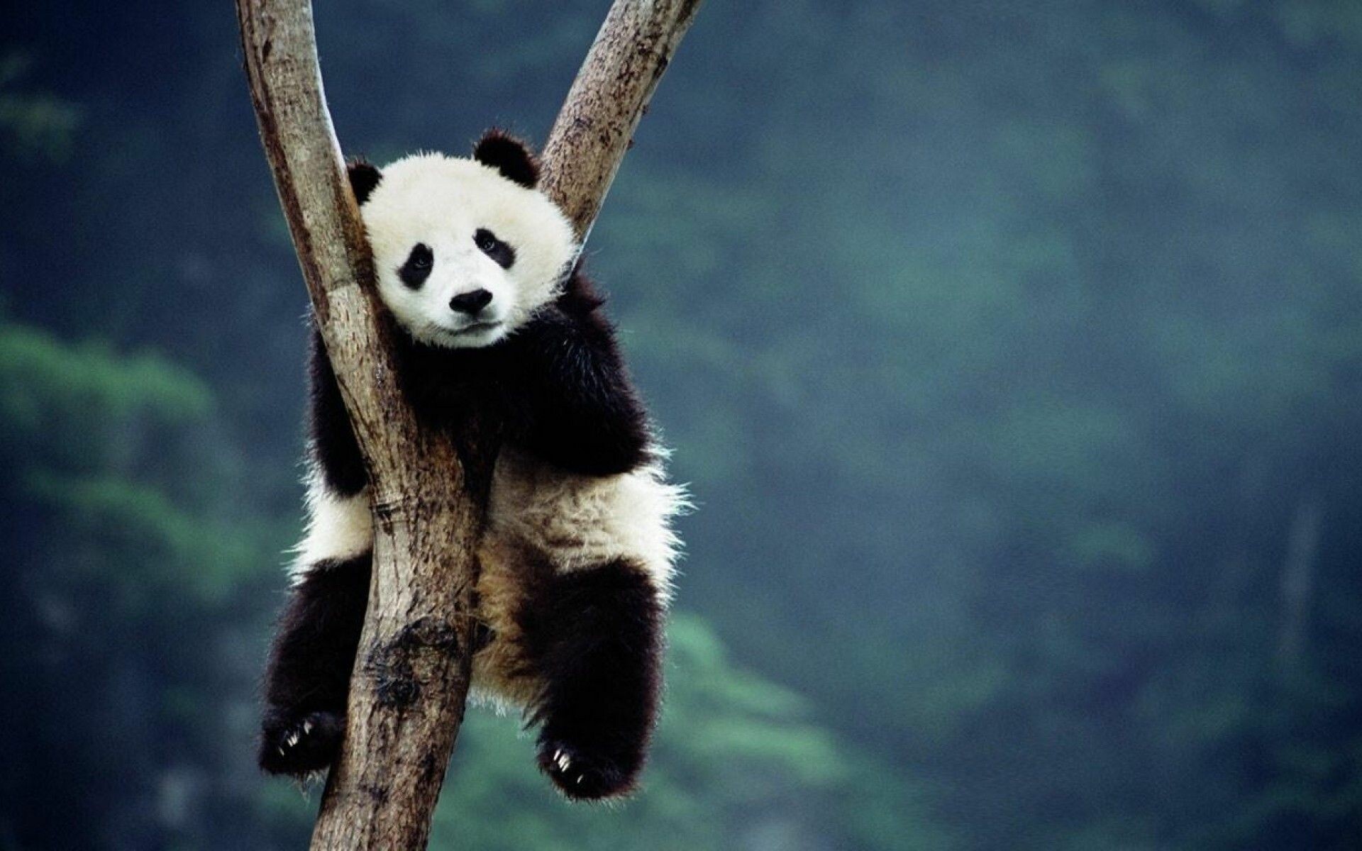 Cute Bear Panda Wallpaper HD 4K for Android  Download  Cafe Bazaar