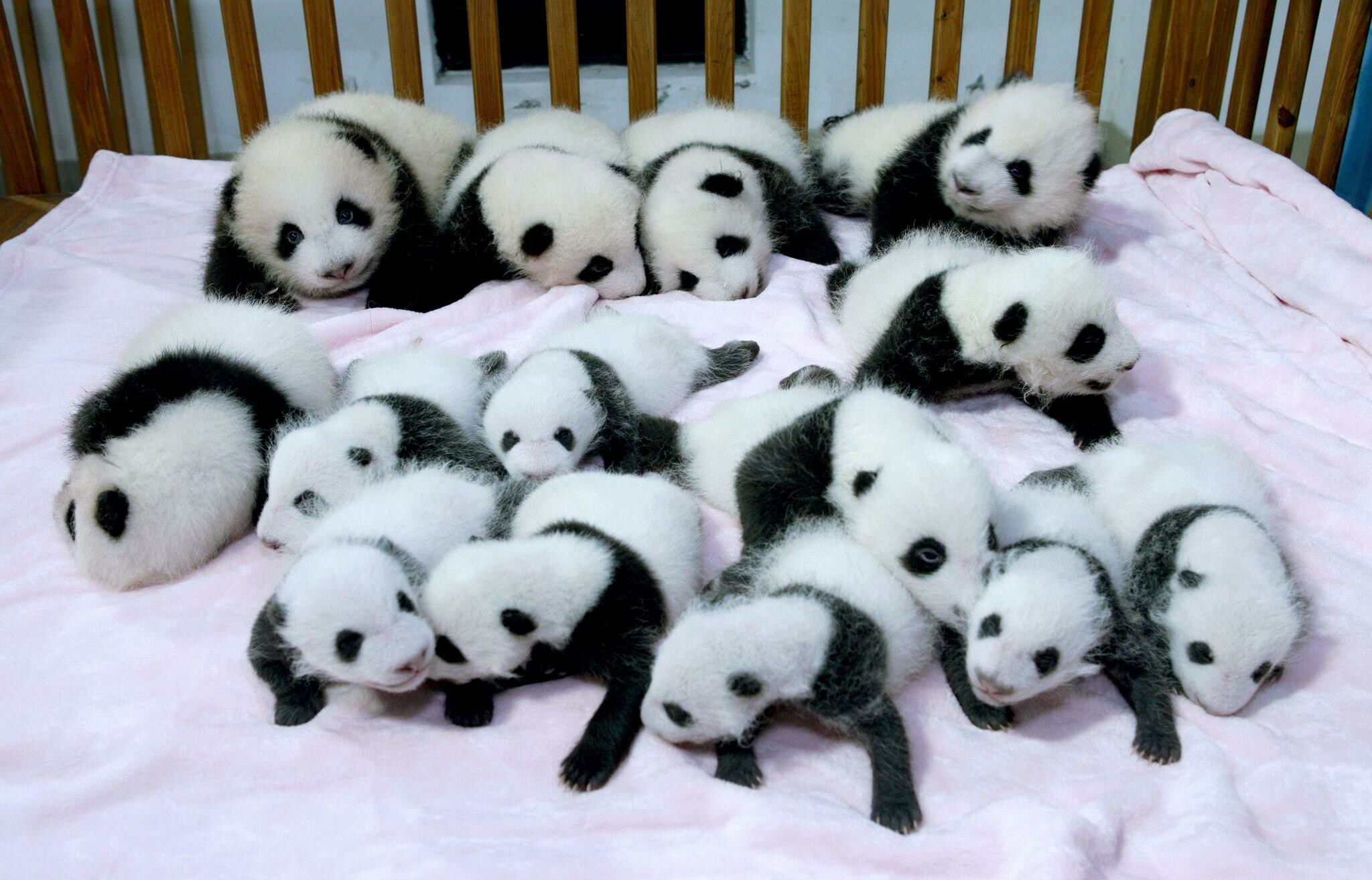 ArtStation - Baby Panda Bears