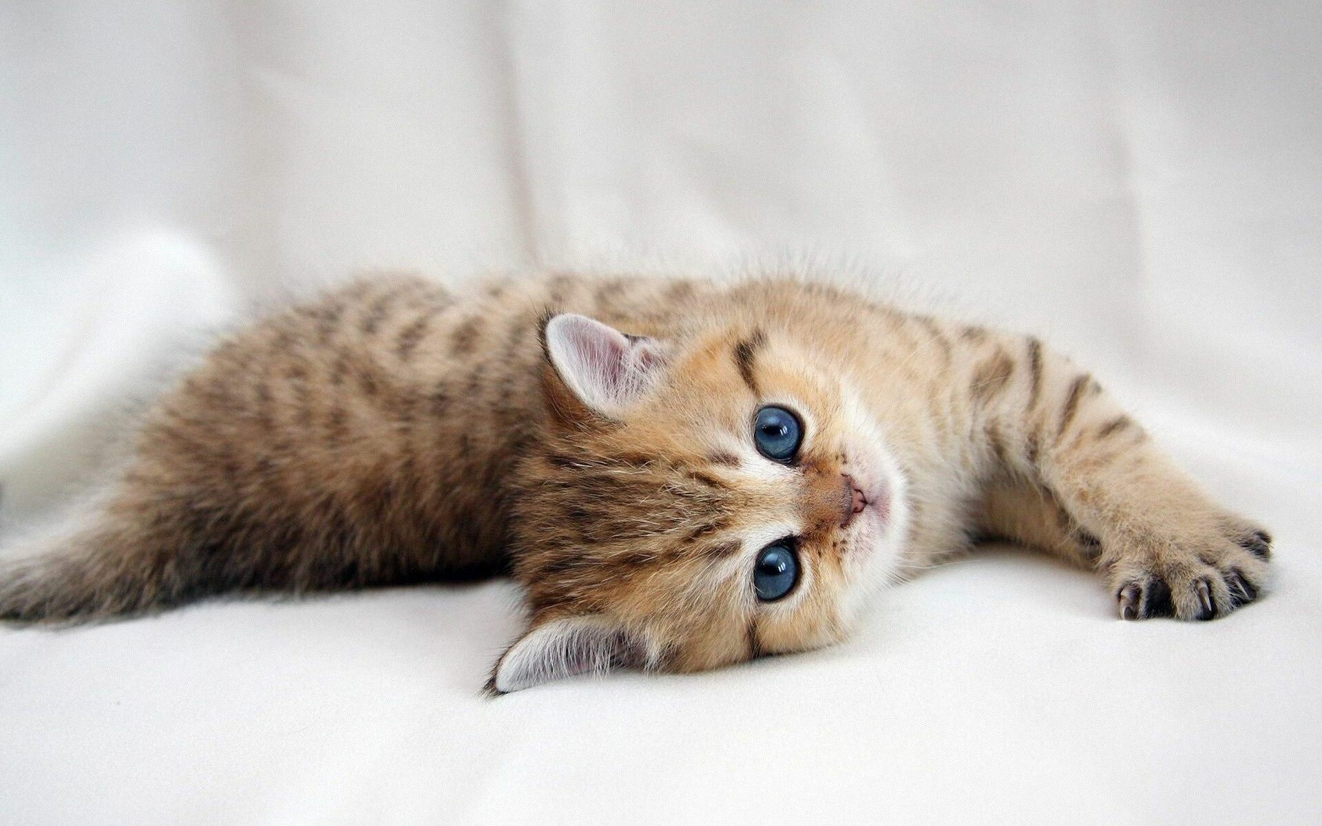 4K WALLPAPER: Cute Kitten