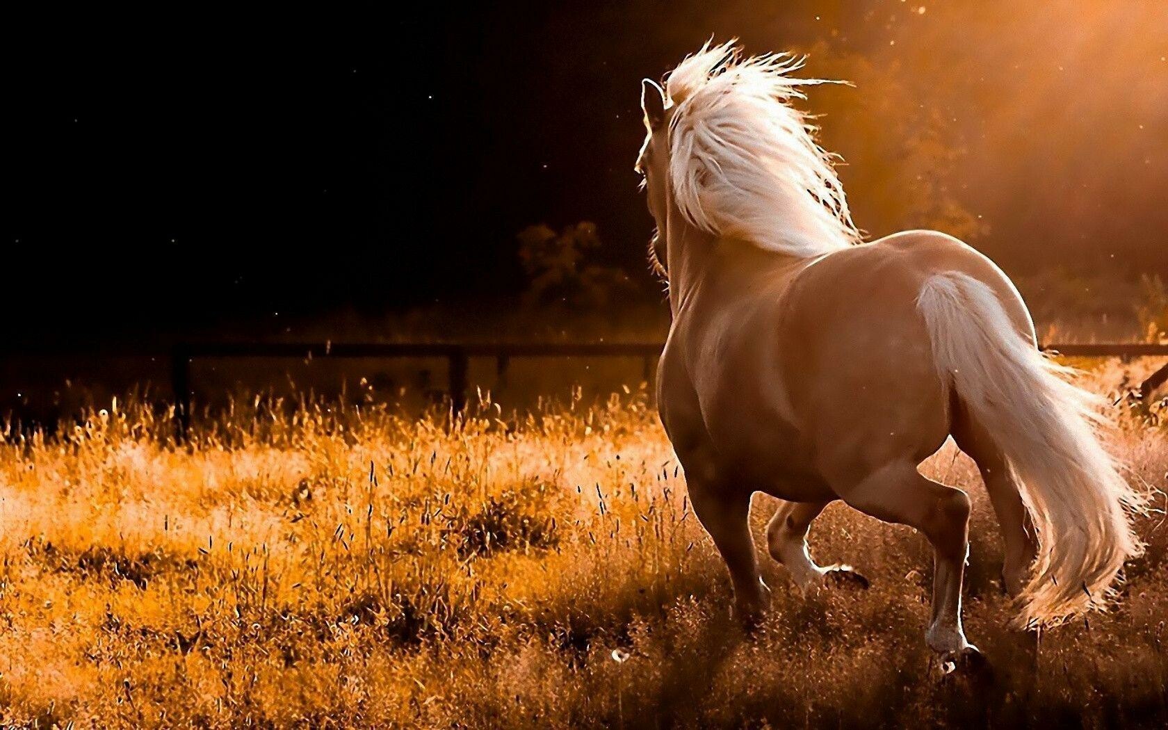 51+ Wild Horses Wallpapers: HD, 4K, 5K for PC and Mobile | Download free  images for iPhone, Android