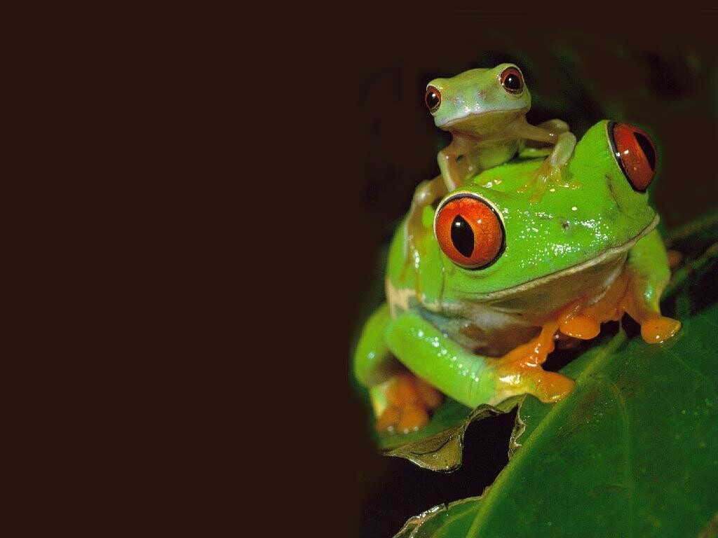 41+ Frog Wallpapers: HD, 4K, 5K for PC and Mobile | Download free images  for iPhone, Android