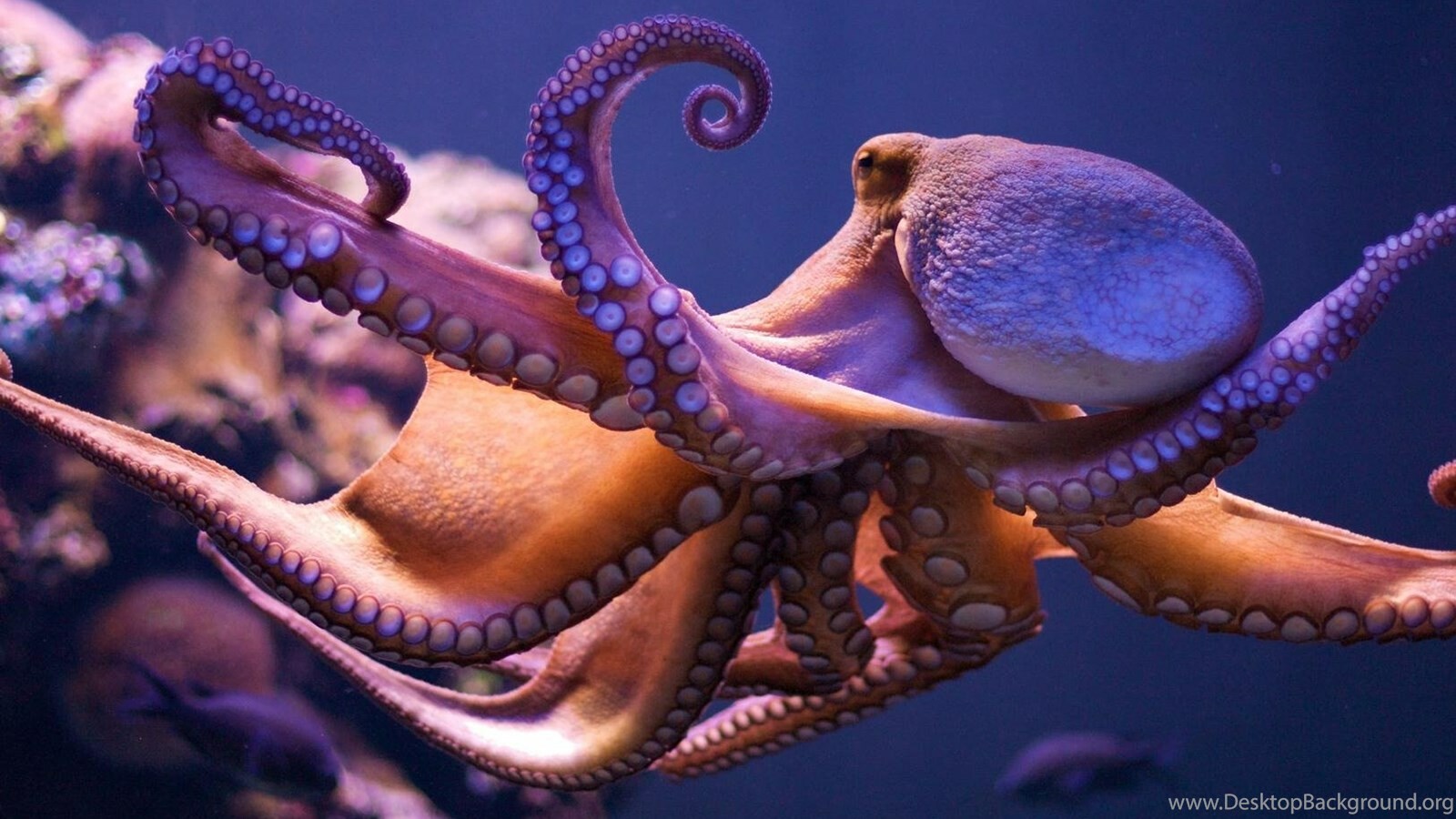 octopus desktop