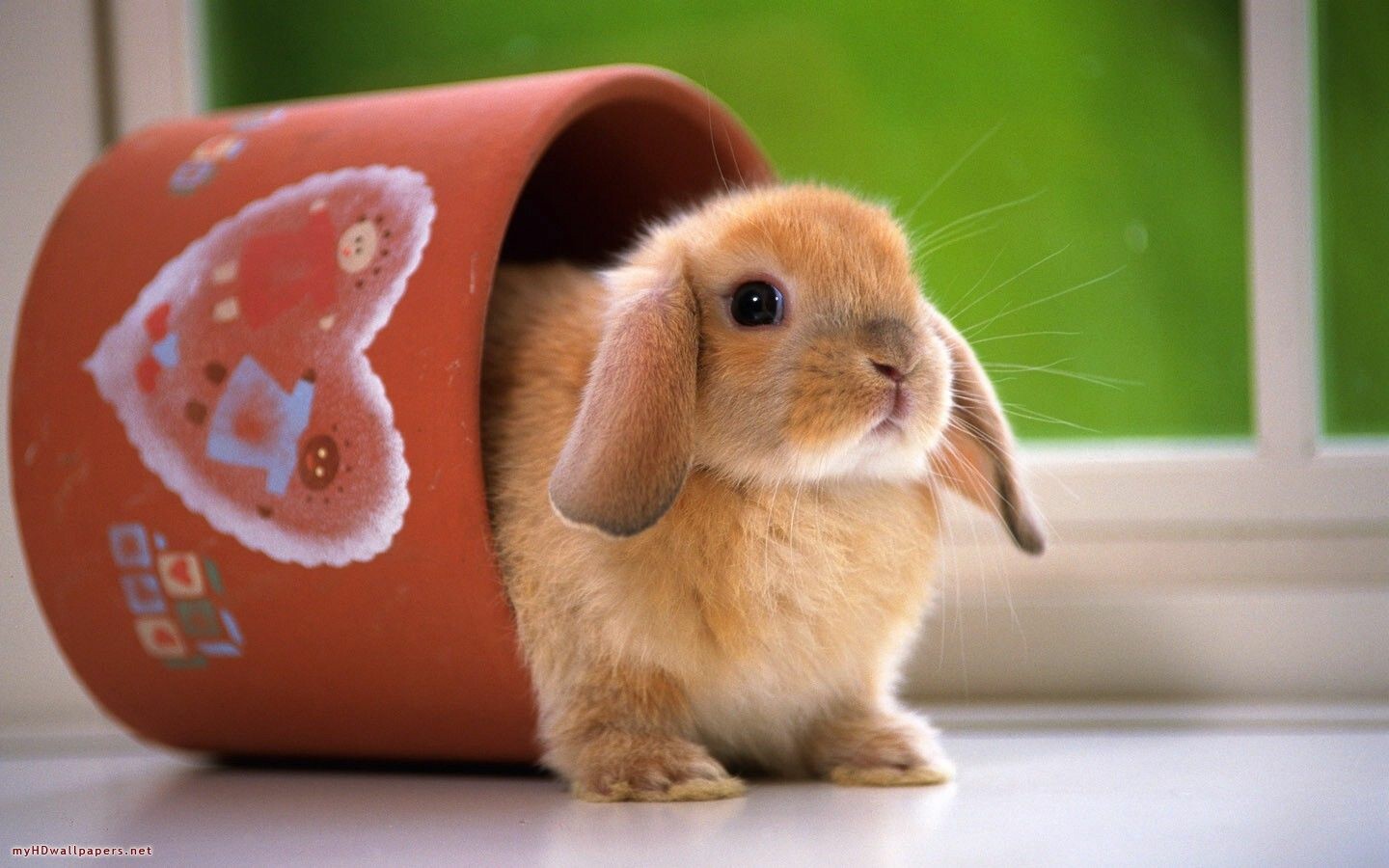 Wallpaper rabbit, cute animals, flowers, 4k, Animals #15979