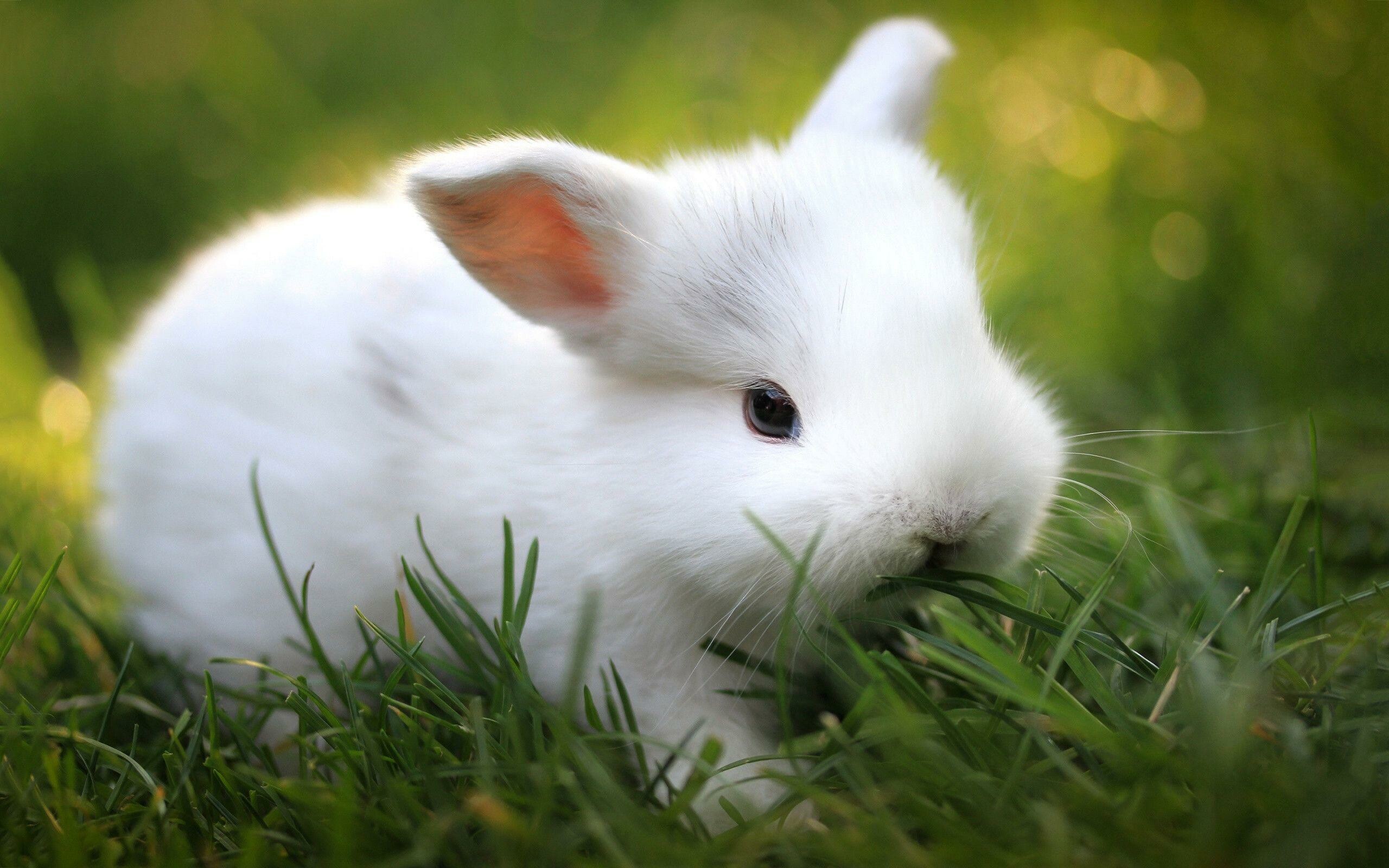 White Rabbit Normal, cute white baby rabbit HD wallpaper | Pxfuel