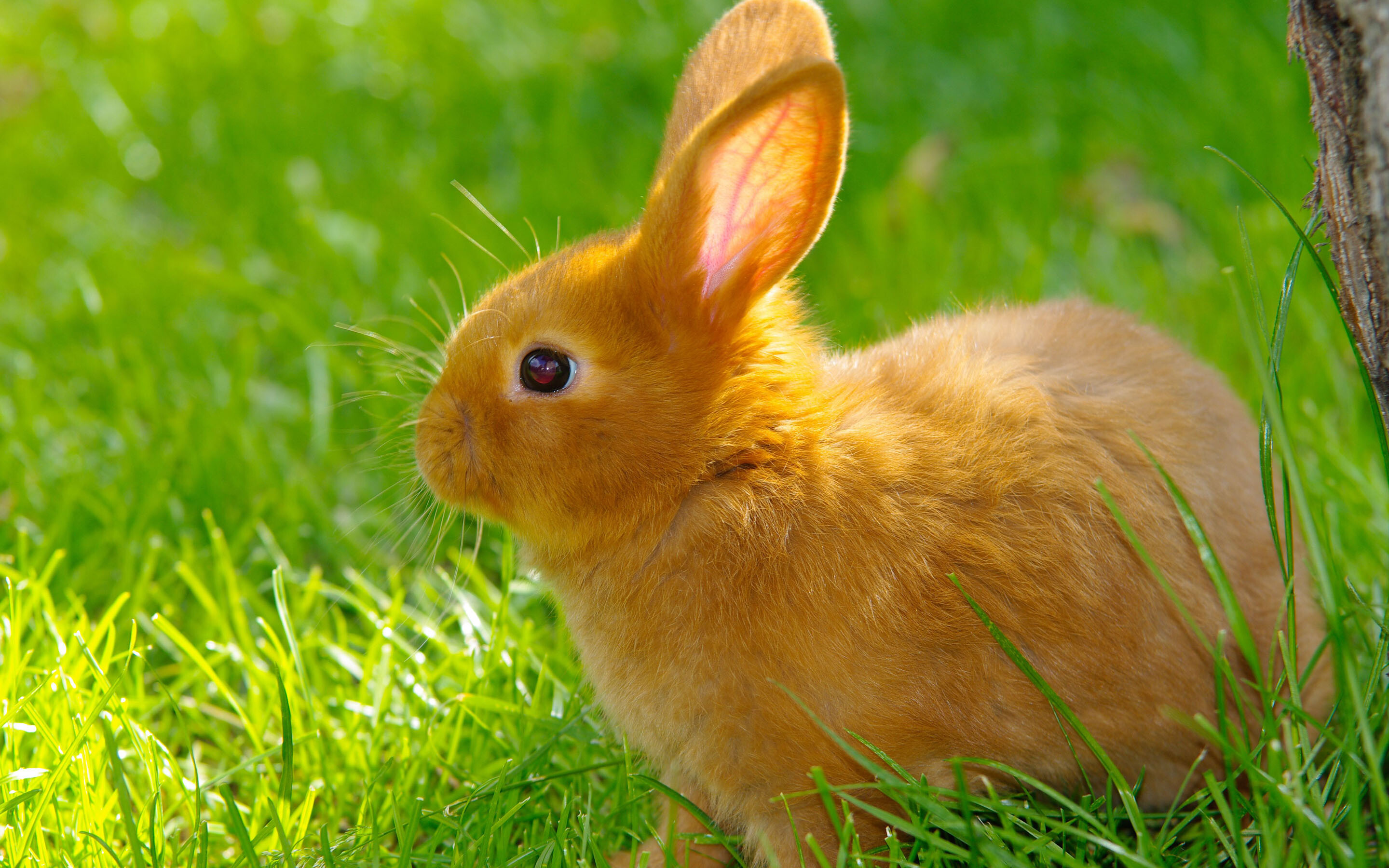 Rabbit With Pink Petals In The Garden, Close-up Stock Photo, Picture and  Royalty Free Image. Image 202652782.