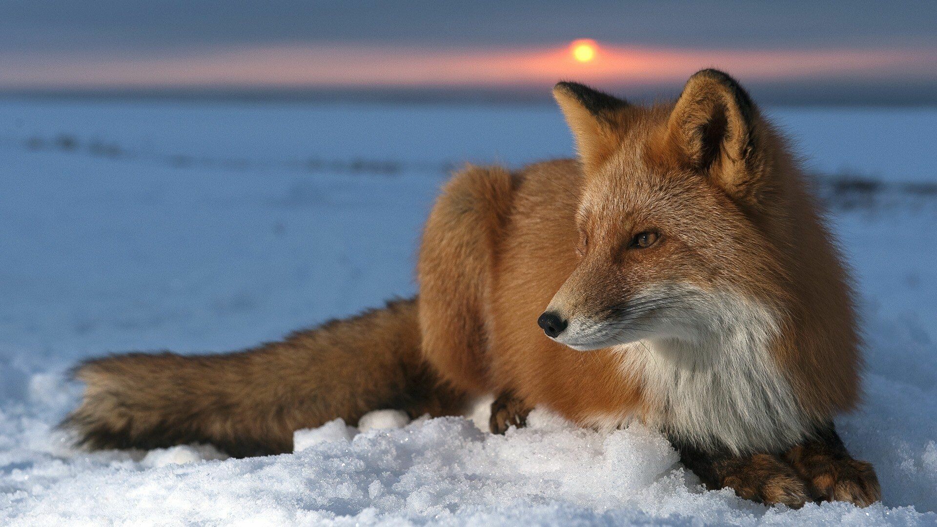 37+ Fox Wallpapers: HD, 4K, 5K for PC and Mobile | Download free images for  iPhone, Android