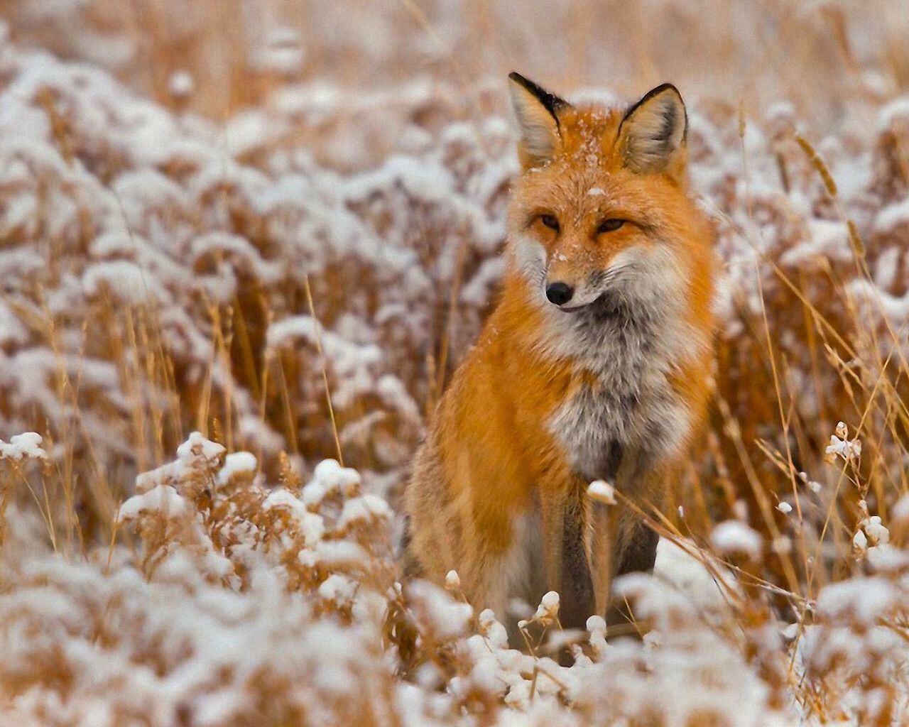 Angry fox red fox snow angry HD wallpaper  Peakpx