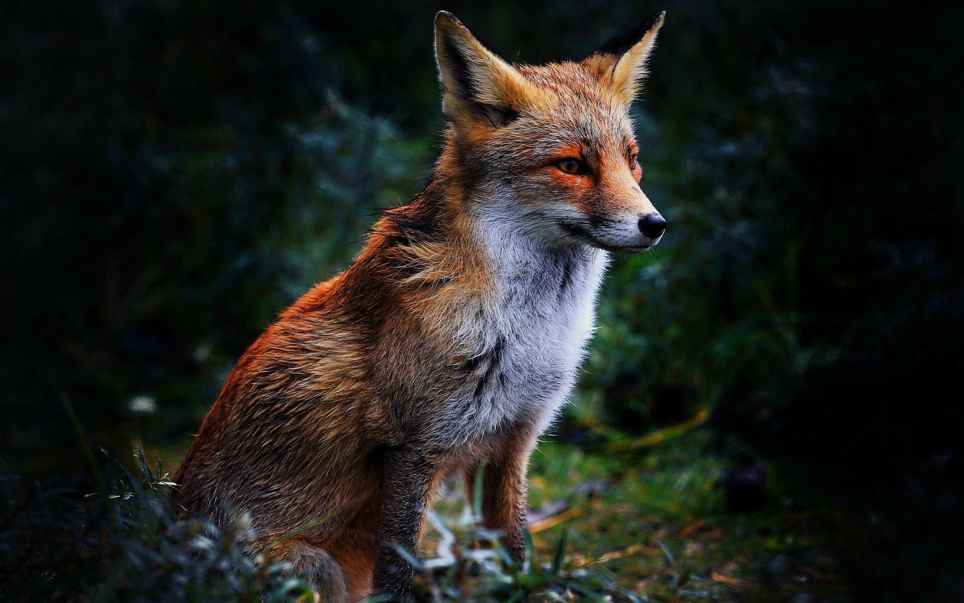 Fox Wallpaper 2018 Pictures HD Images Free Photos APK voor Android Download