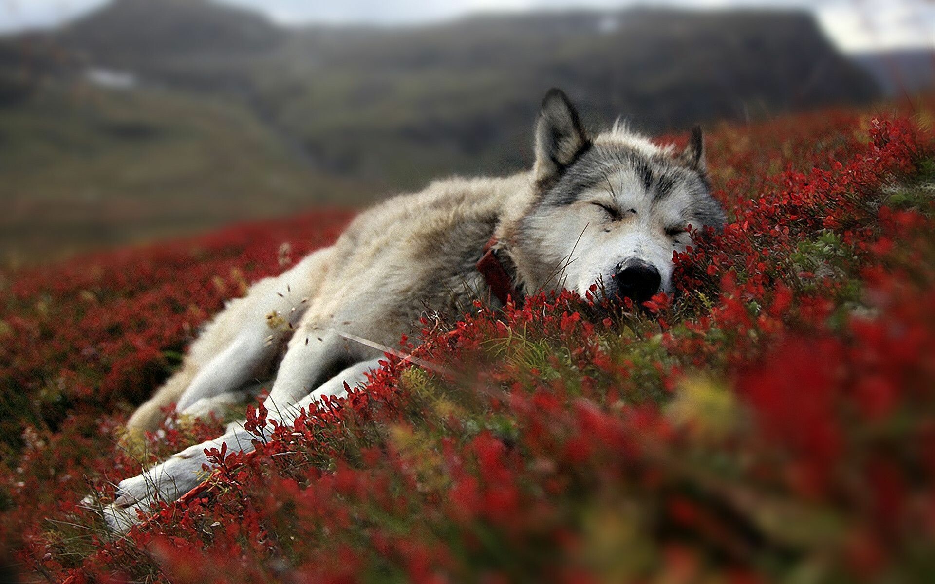 Wolf Wallpapers PRO  Apps on Google Play