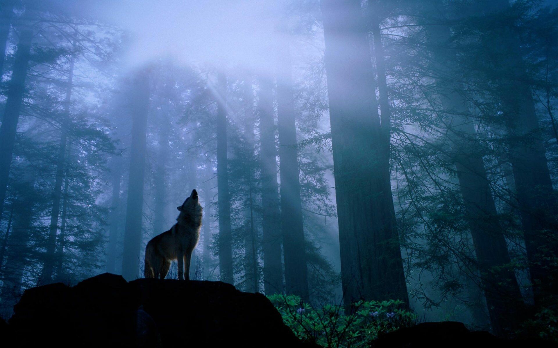 60+ Wolf Wallpapers: HD, 4K, 5K for PC and Mobile | Download free images  for iPhone, Android