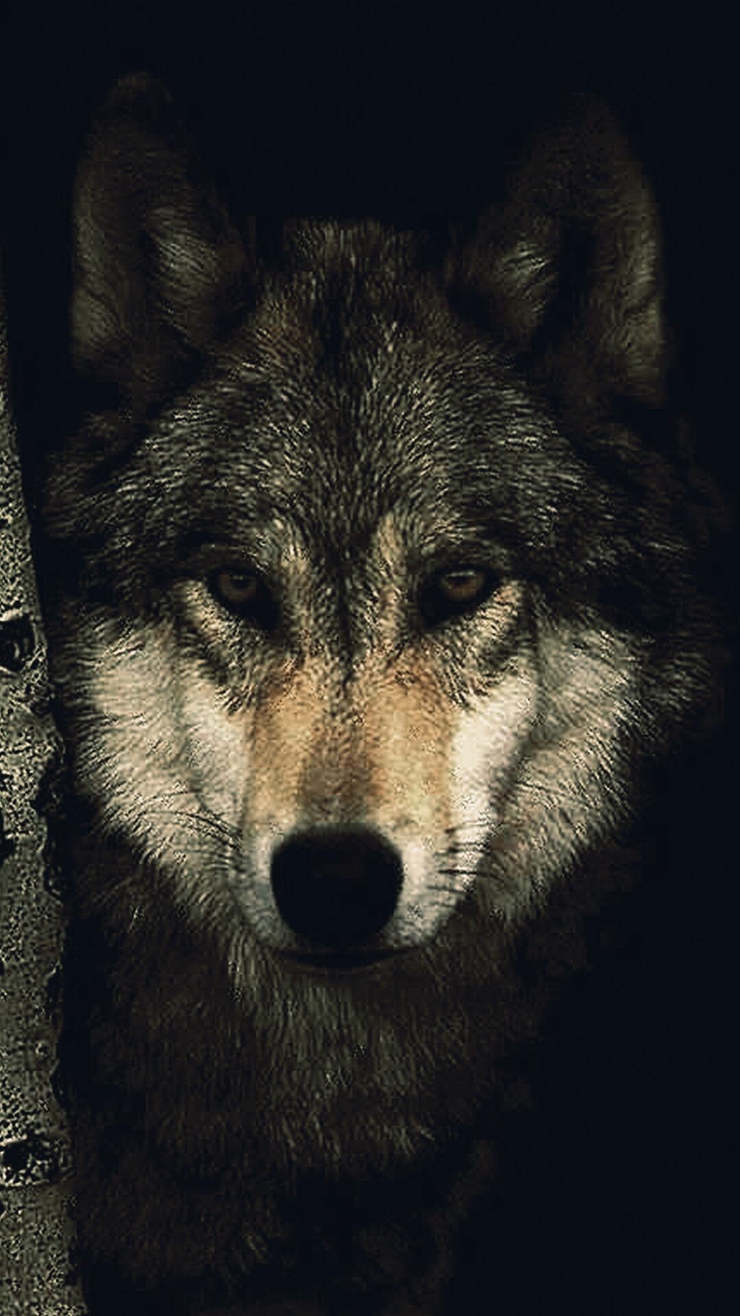 60+ Wolf Wallpapers: HD, 4K, 5K for PC and Mobile | Download free