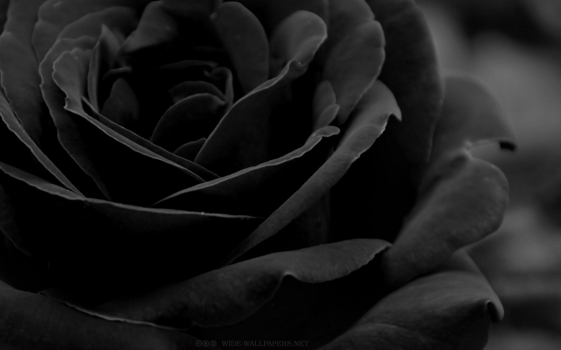 49+ Black Rose Wallpapers: HD, 4K, 5K for PC and Mobile | Download free  images for iPhone, Android