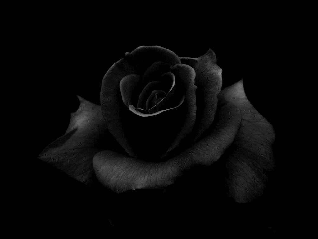 49+ Black Rose Wallpapers: HD, 4K, 5K for PC and Mobile | Download free  images for iPhone, Android